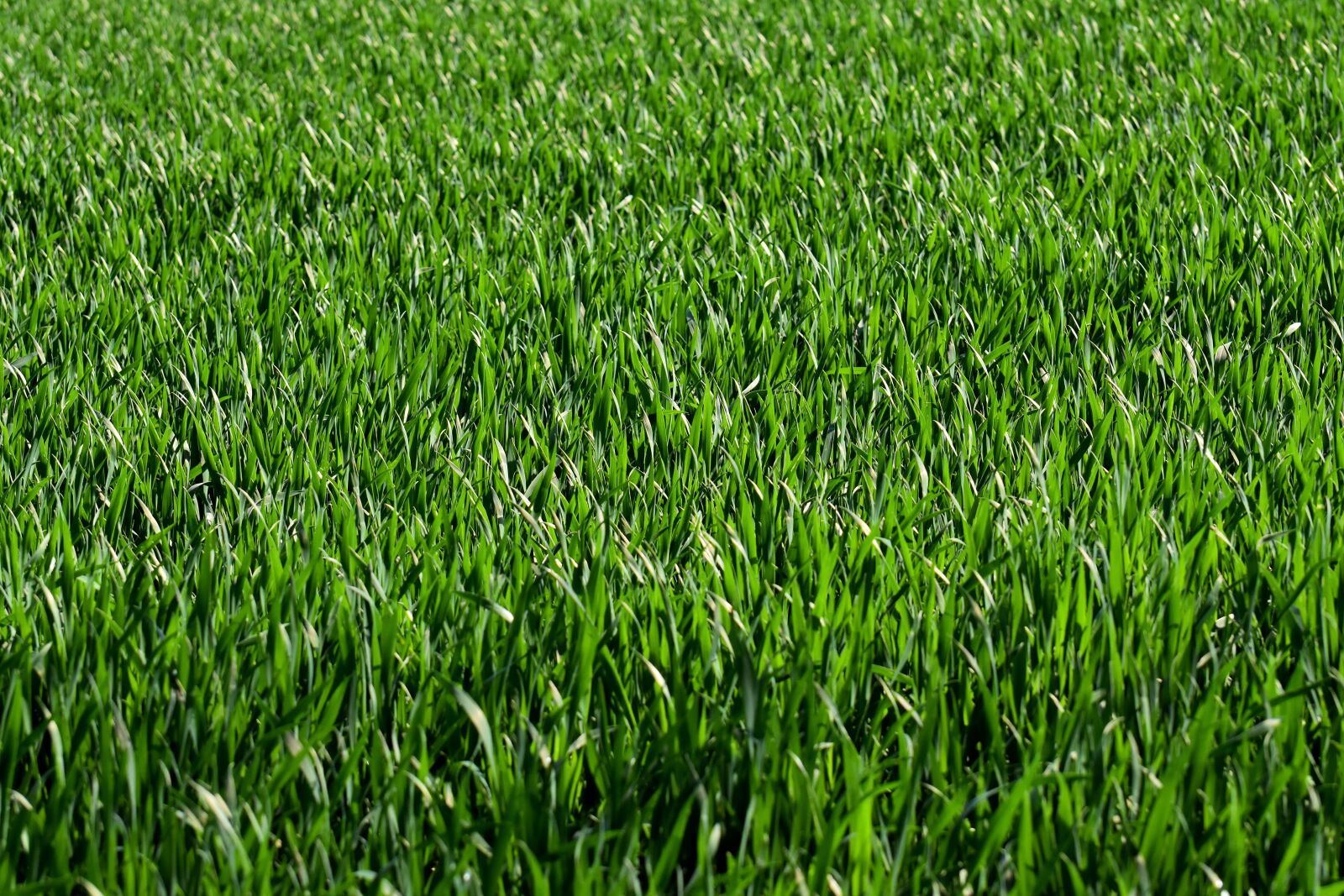 Nikon D7200 sample photo. Meadow, field, grass photography