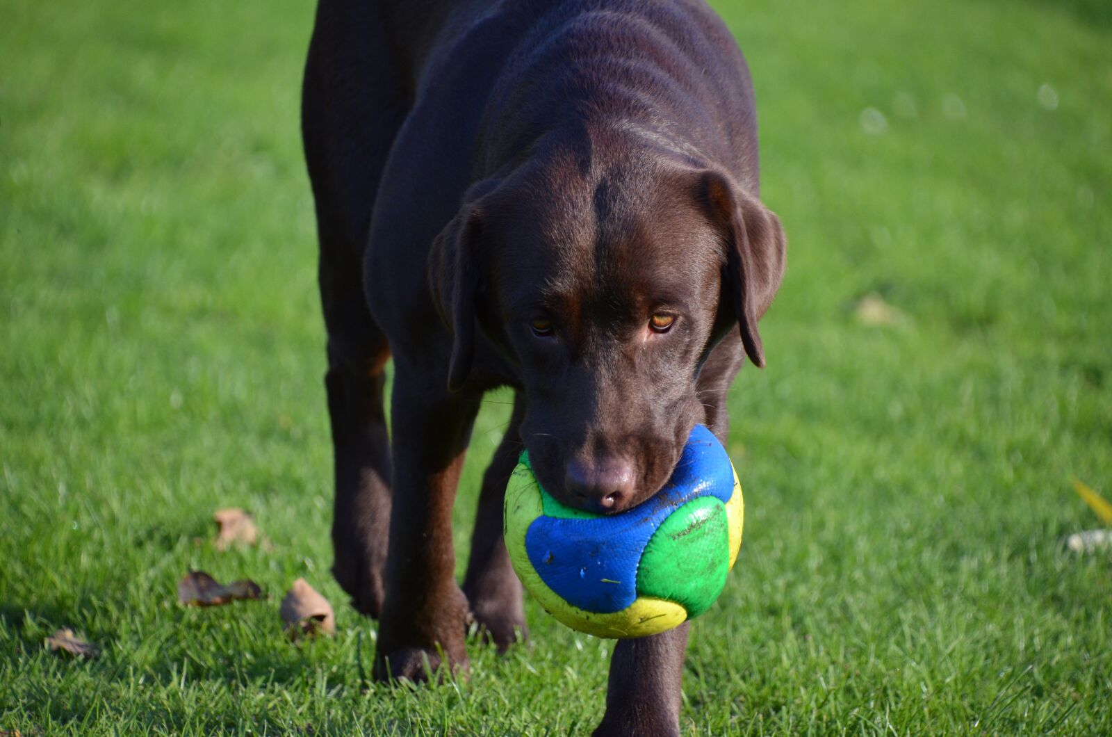 Nikon D5100 sample photo. Dog, bal, play photography