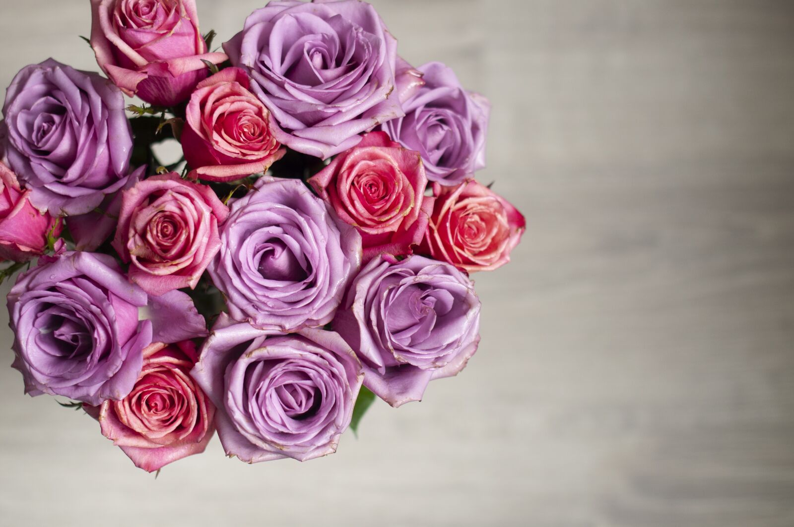 Nikon D5000 sample photo. Roses, flowers, pink photography