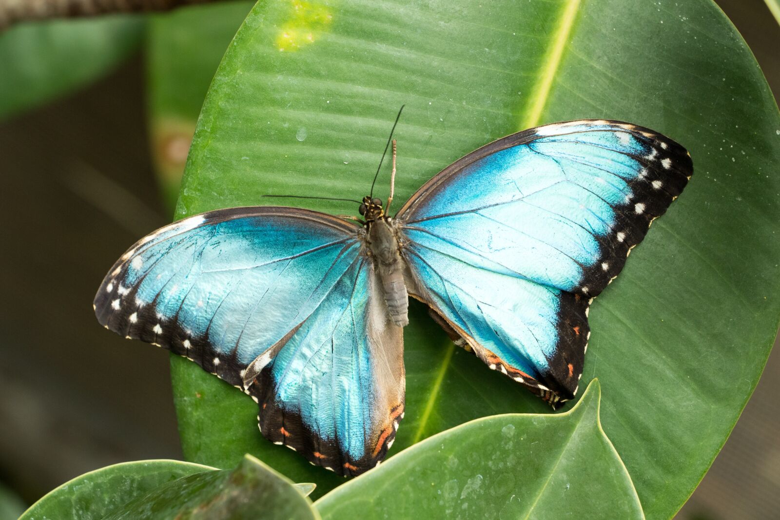 Canon EOS 80D sample photo. Butterfly, insect, close up photography