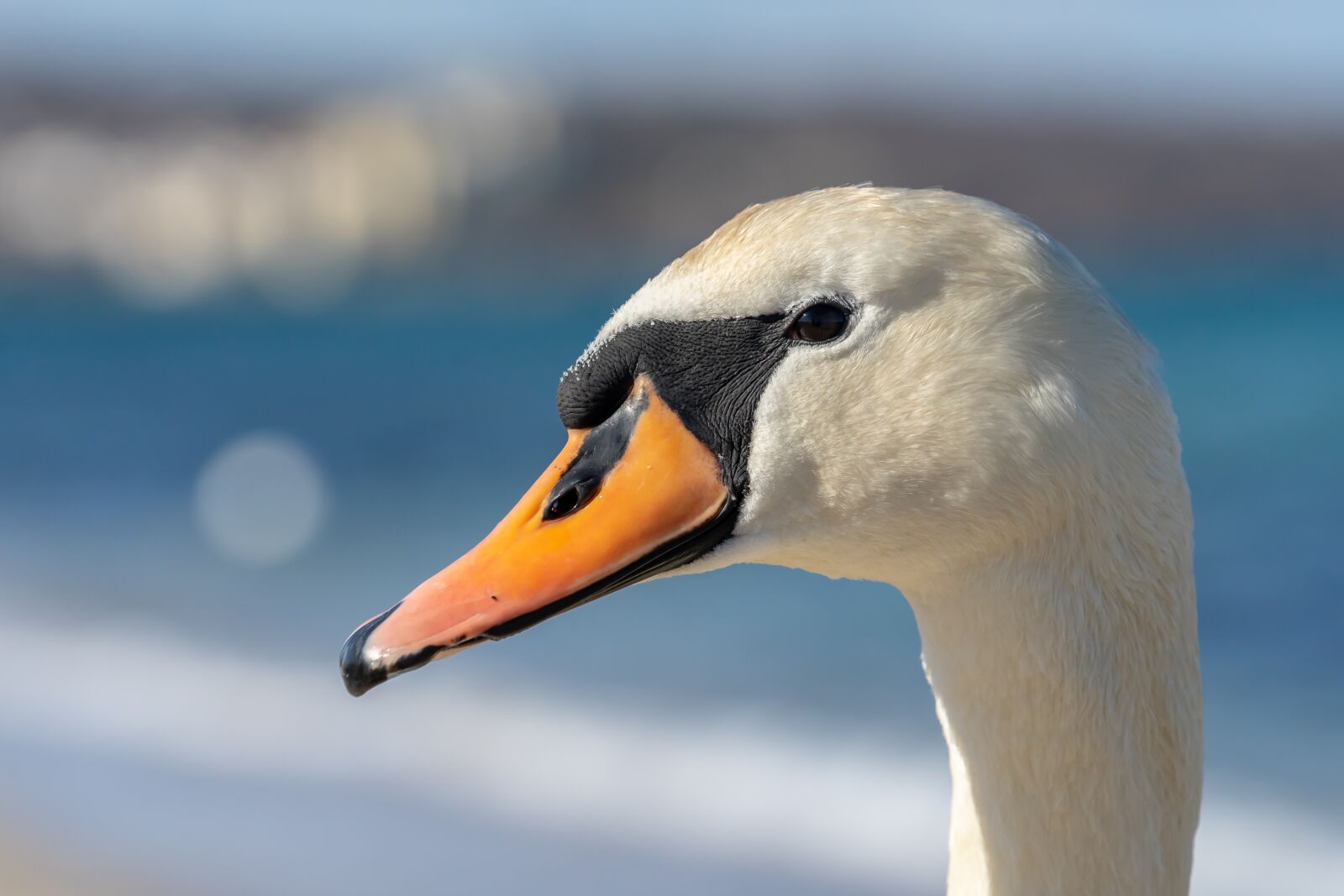 Sony a7 II + Sony FE 70-200mm F4 G OSS sample photo. Spring, swan, nature photography
