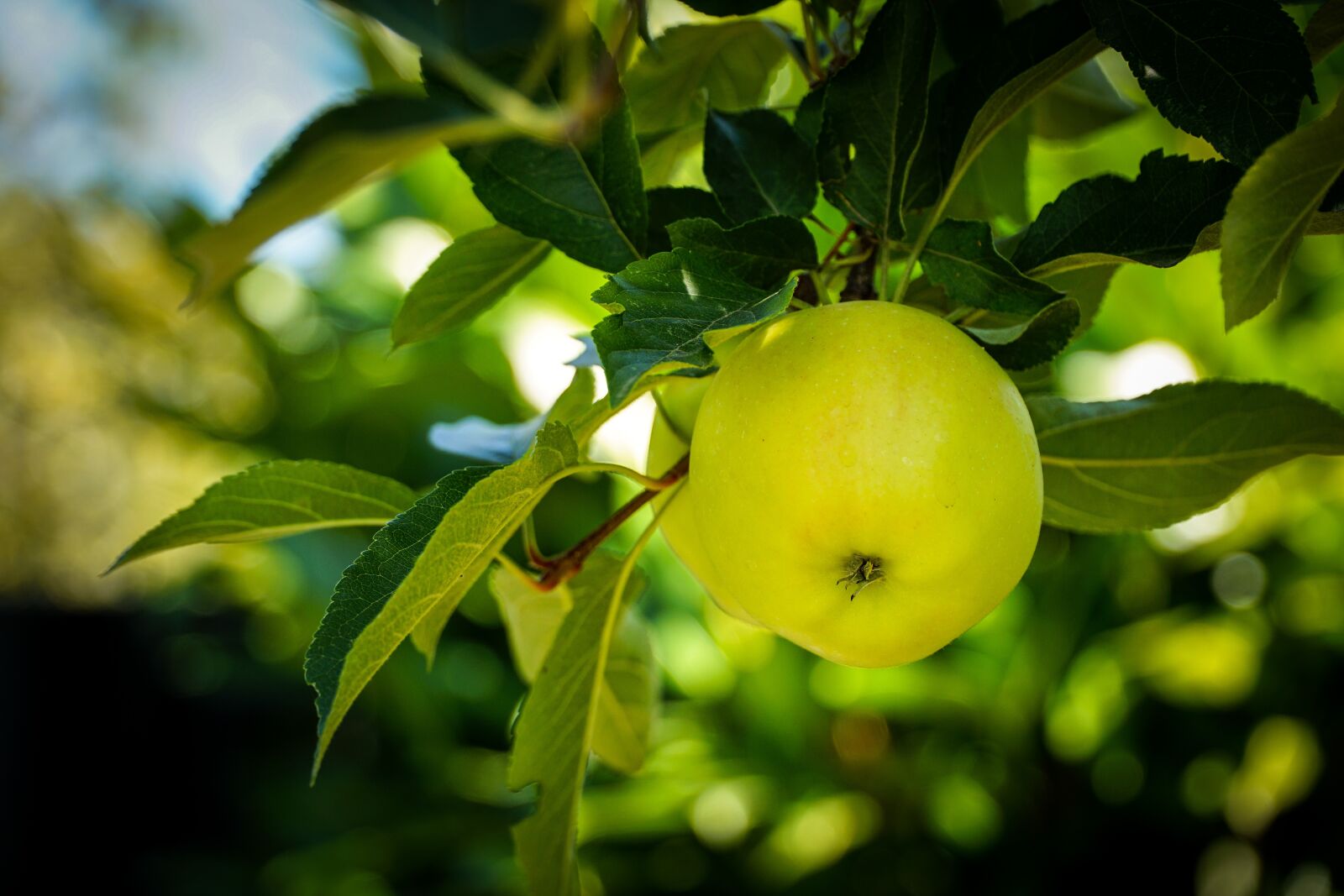 Sony a6000 + Sony E PZ 18-105mm F4 G OSS sample photo. Apple, green, tree photography