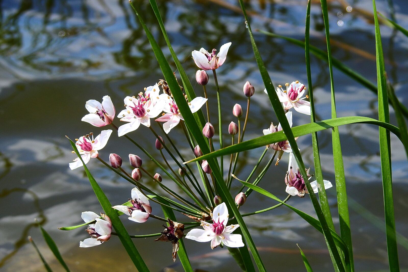 Nikon Coolpix P900 sample photo. Flower, water reflection, the photography