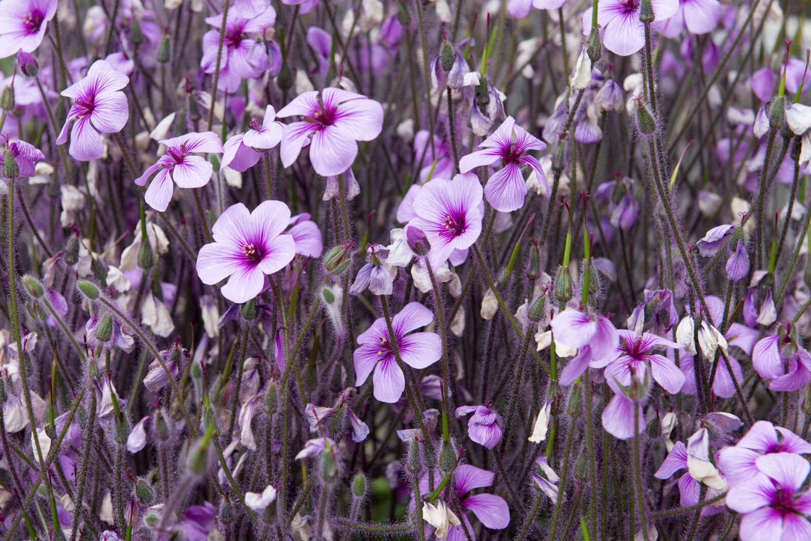 Nikon D800 sample photo. Pink, colourful, colorful photography