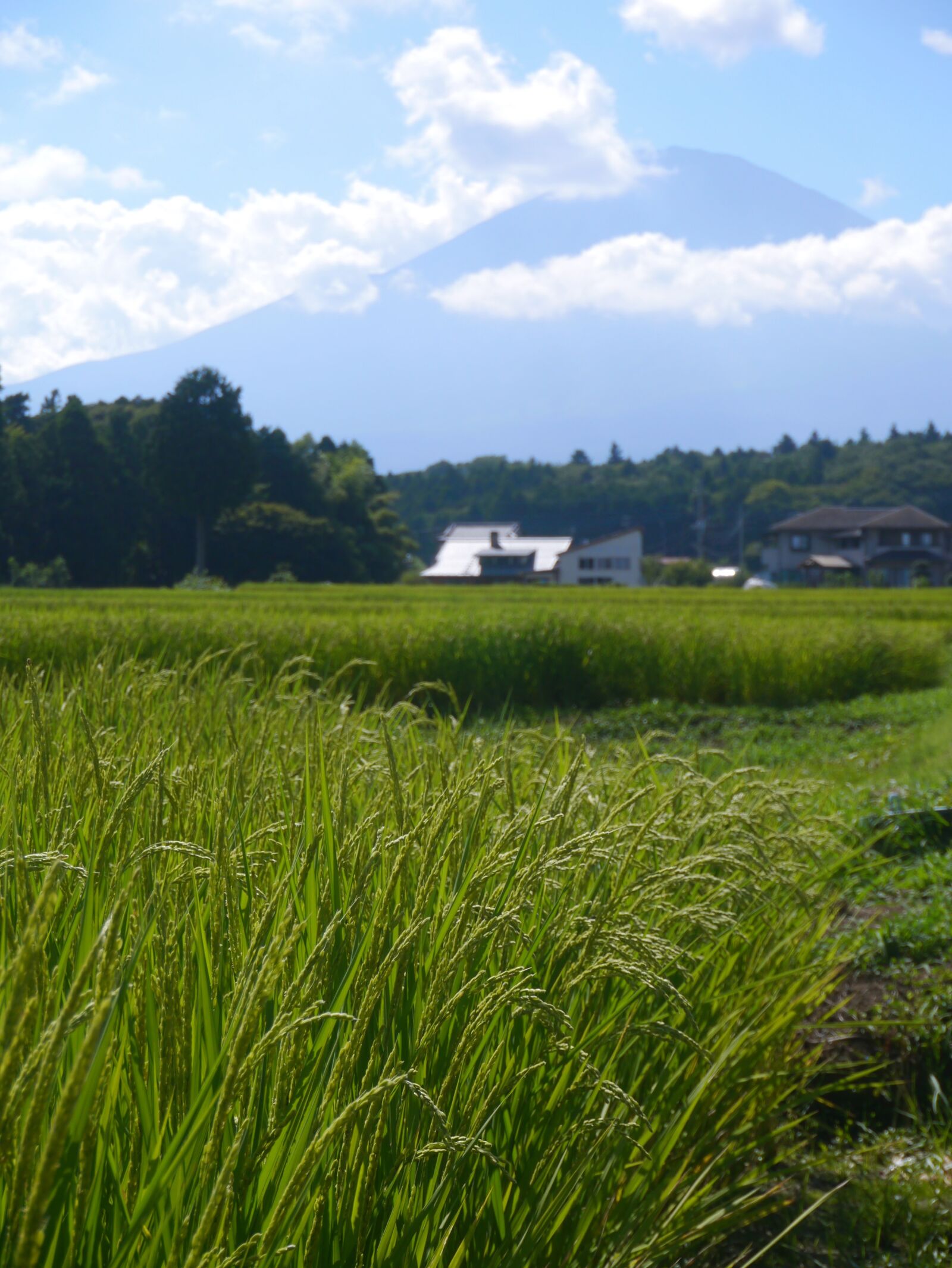 Panasonic Lumix DMC-GX1 sample photo. Rice, rice cultivation, ear photography