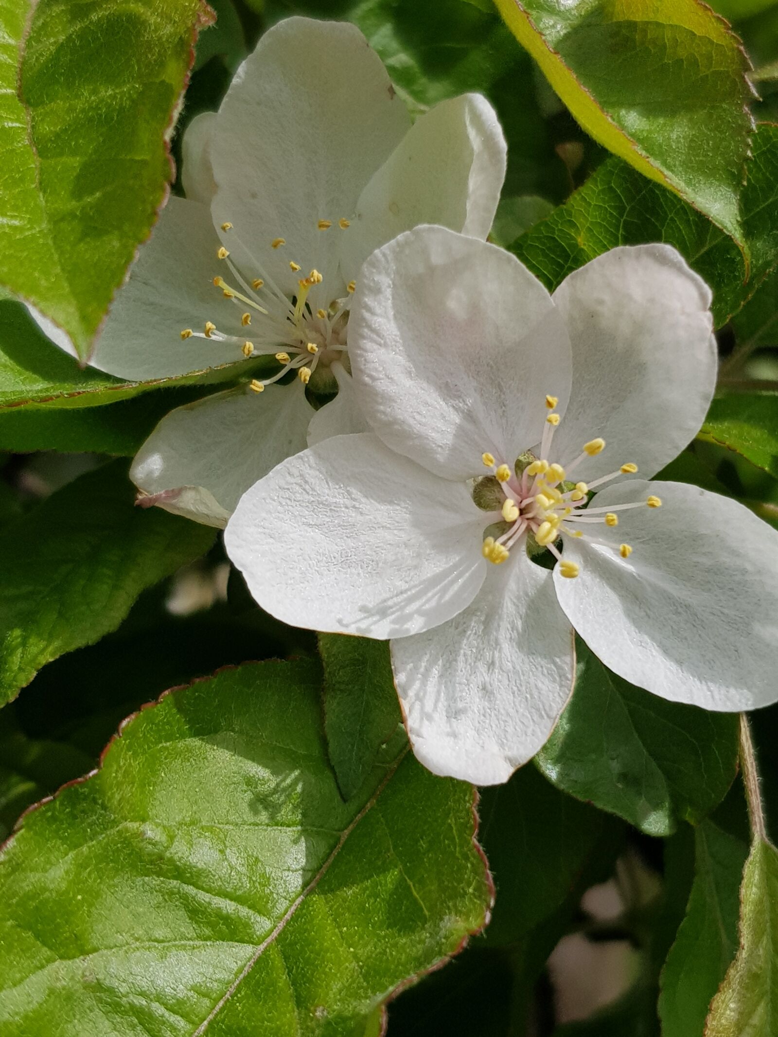 Samsung Galaxy S8+ sample photo. Flower, tree, sun photography