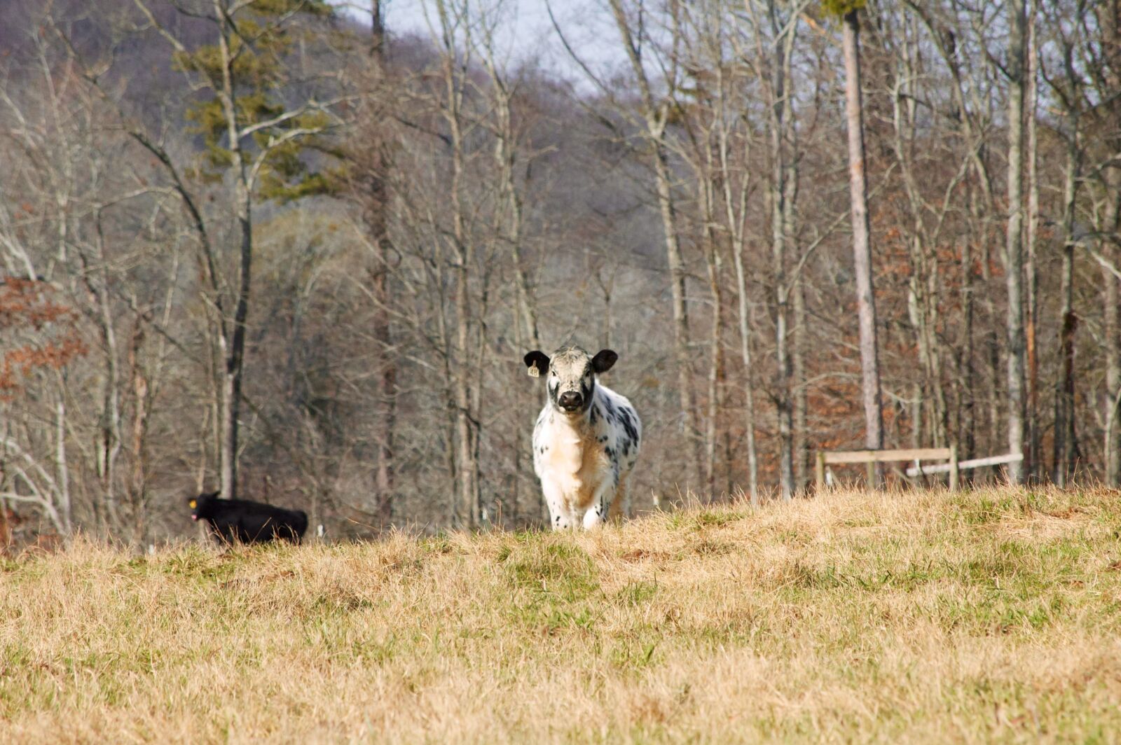 Nikon D70 sample photo. Cow, calf, agriculture photography