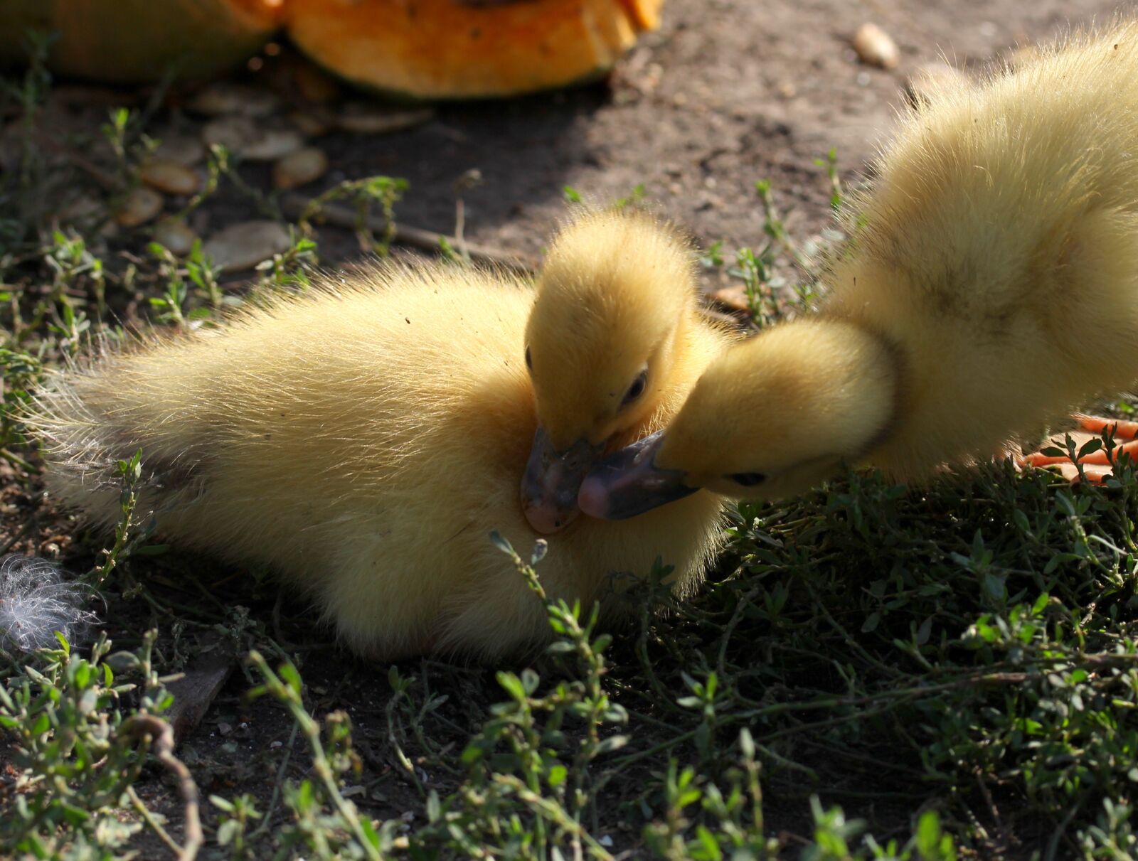 Canon EF-S 60mm F2.8 Macro USM sample photo. Duckling, fluffy, cute photography