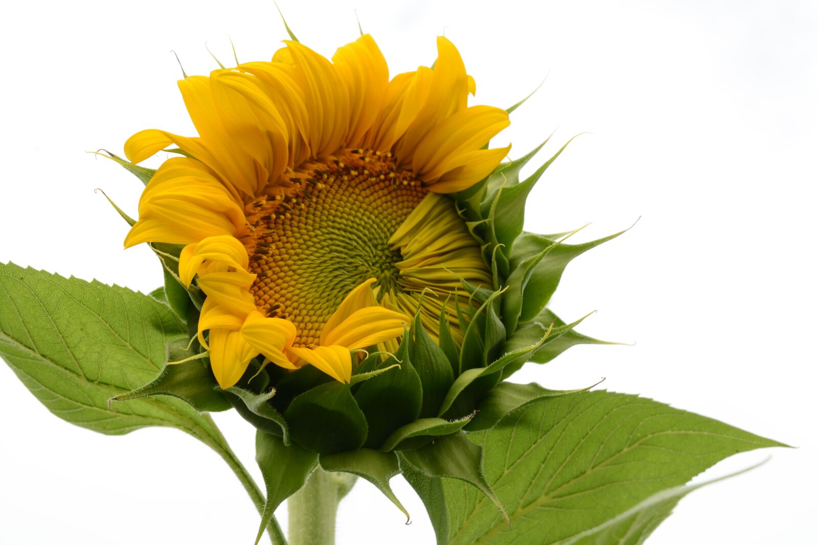 Nikon D7100 sample photo. Sunflower, plant, the scenery photography