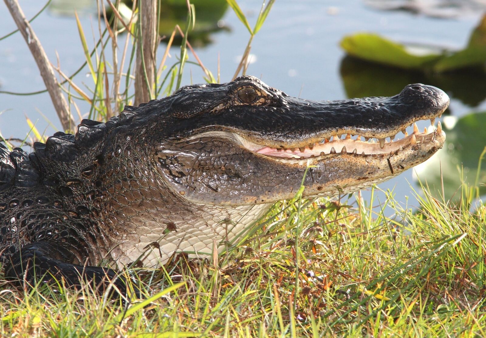Canon EF 300mm F4L IS USM sample photo. Alligator, head, wildlife photography
