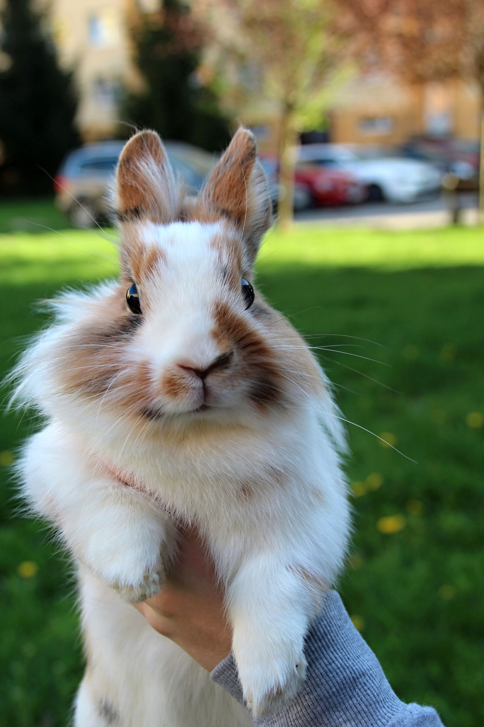 Canon EOS 1300D (EOS Rebel T6 / EOS Kiss X80) sample photo. The rabbit the lion's photography