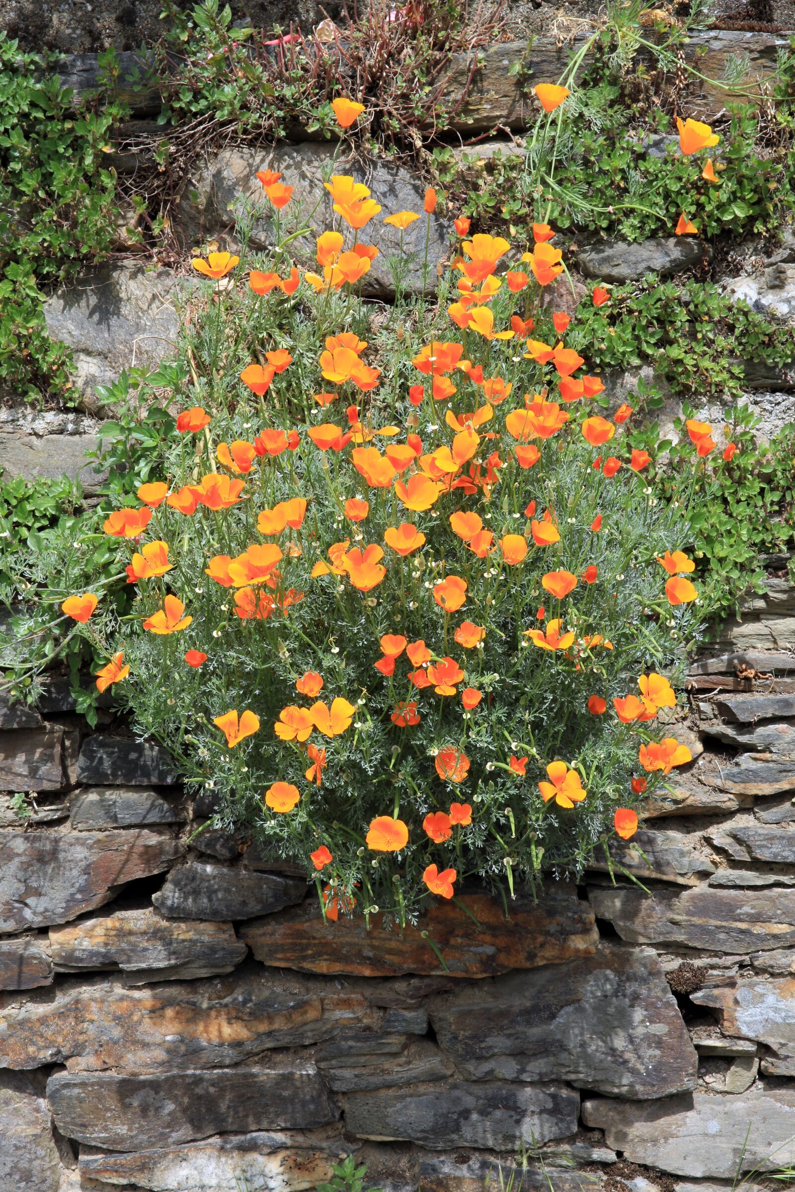 Canon EF 24-70mm F2.8L II USM sample photo. Plant, flowers, california poppy photography