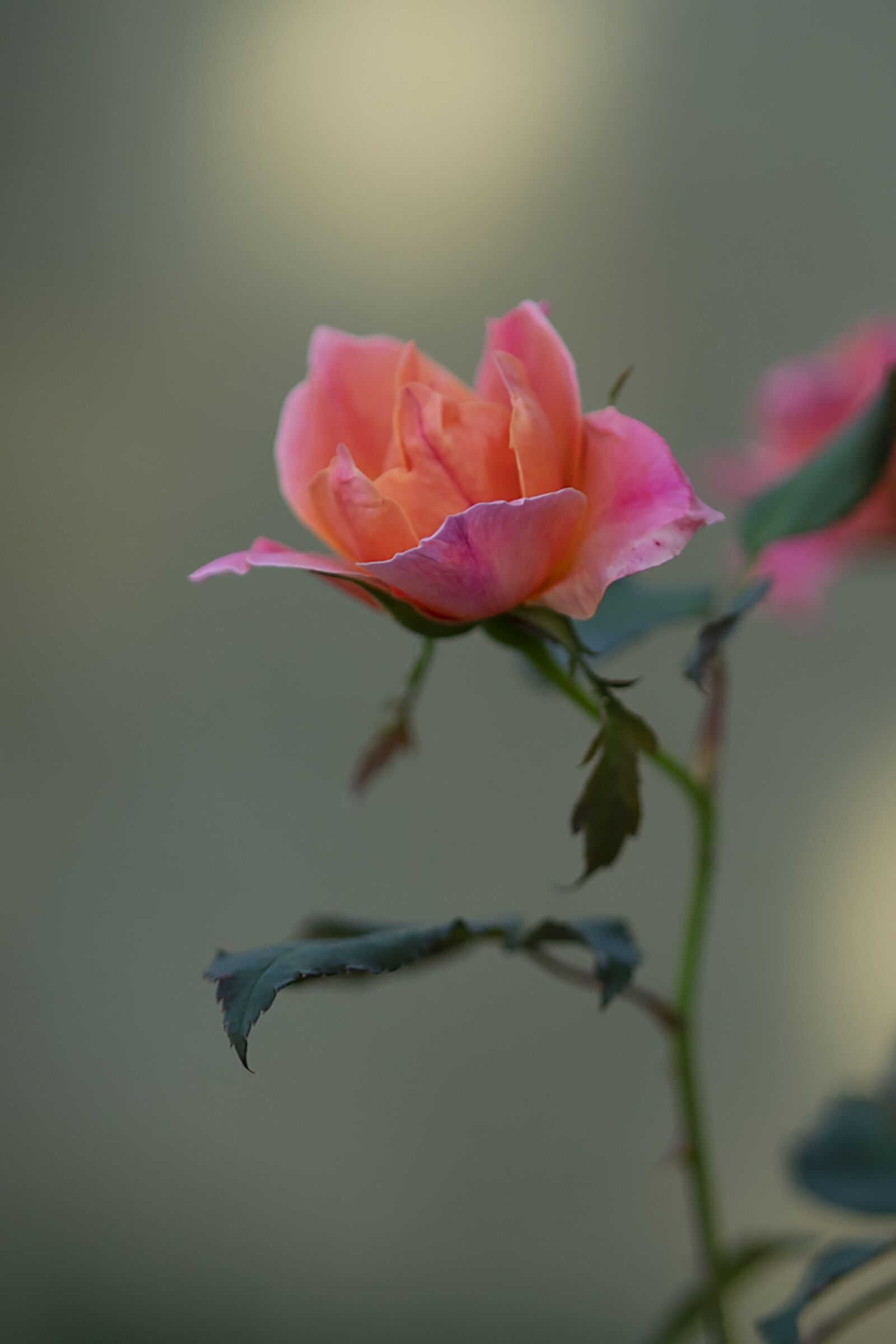 Nikon D7500 sample photo. Rose, pink rose, flower photography