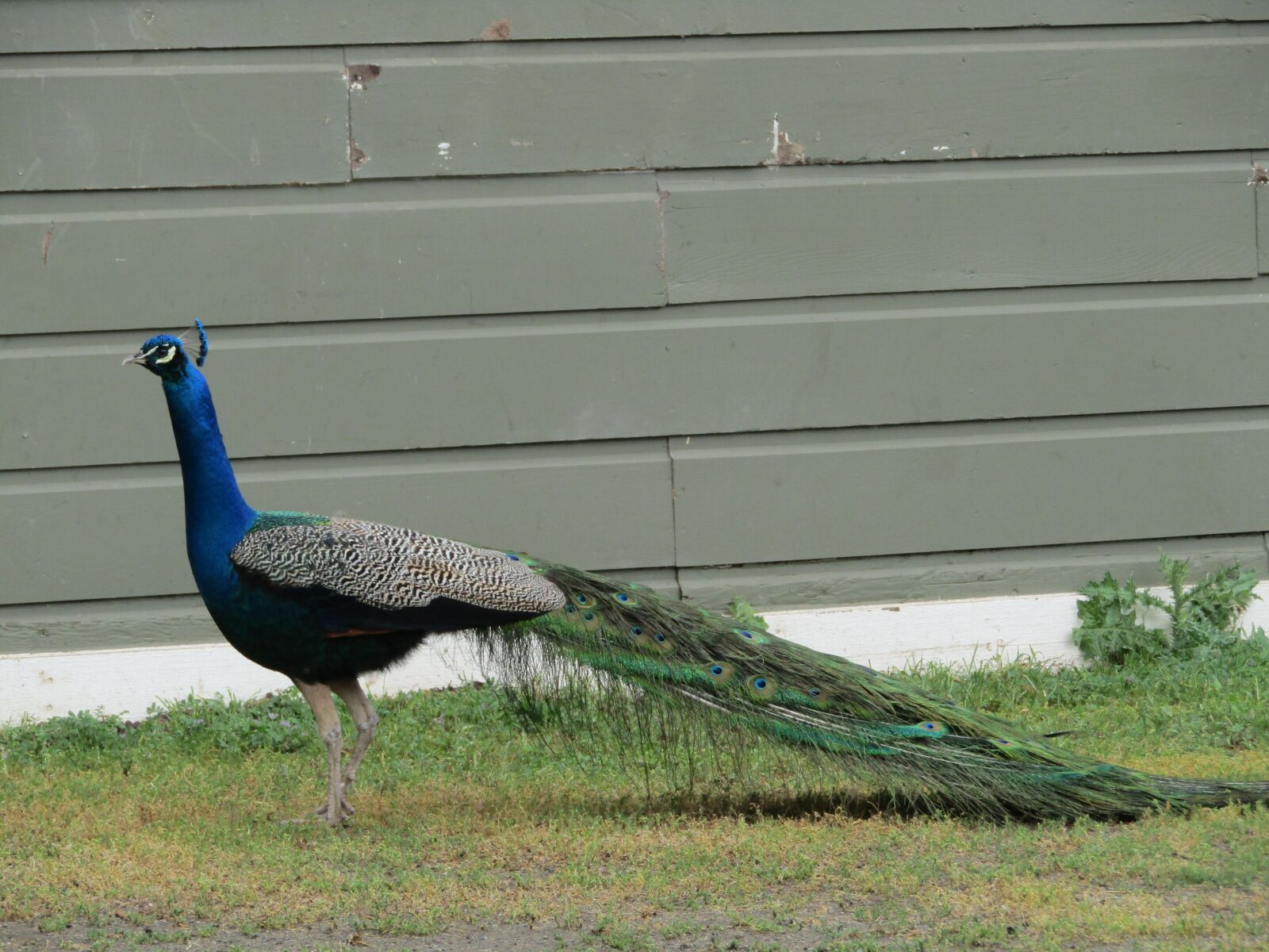 Canon PowerShot SX410 IS sample photo. Peacock, bird, wildlife photography