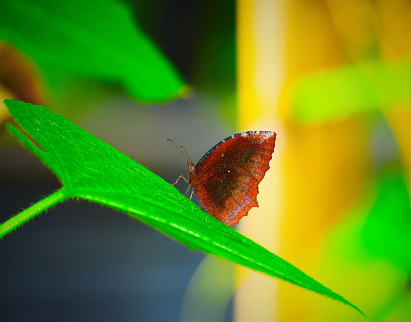 Nikon D5600 sample photo. Butterfly, insect, leaf photography