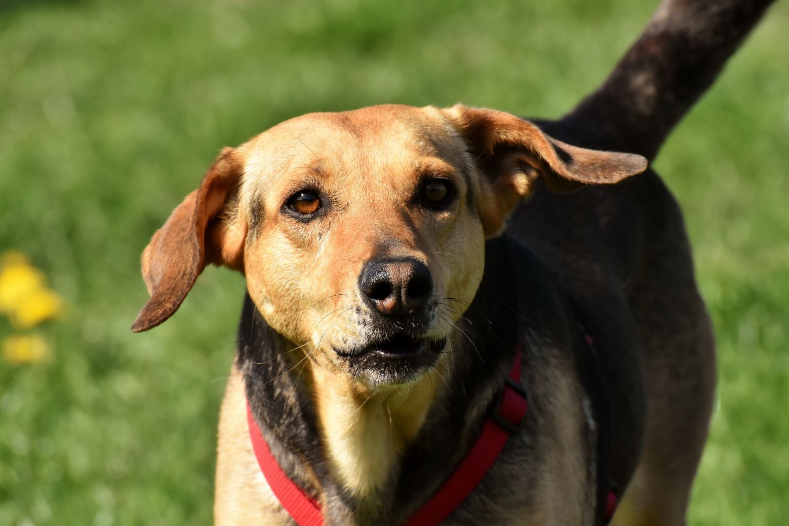 Nikon D7200 sample photo. Dog, animal, pet photography