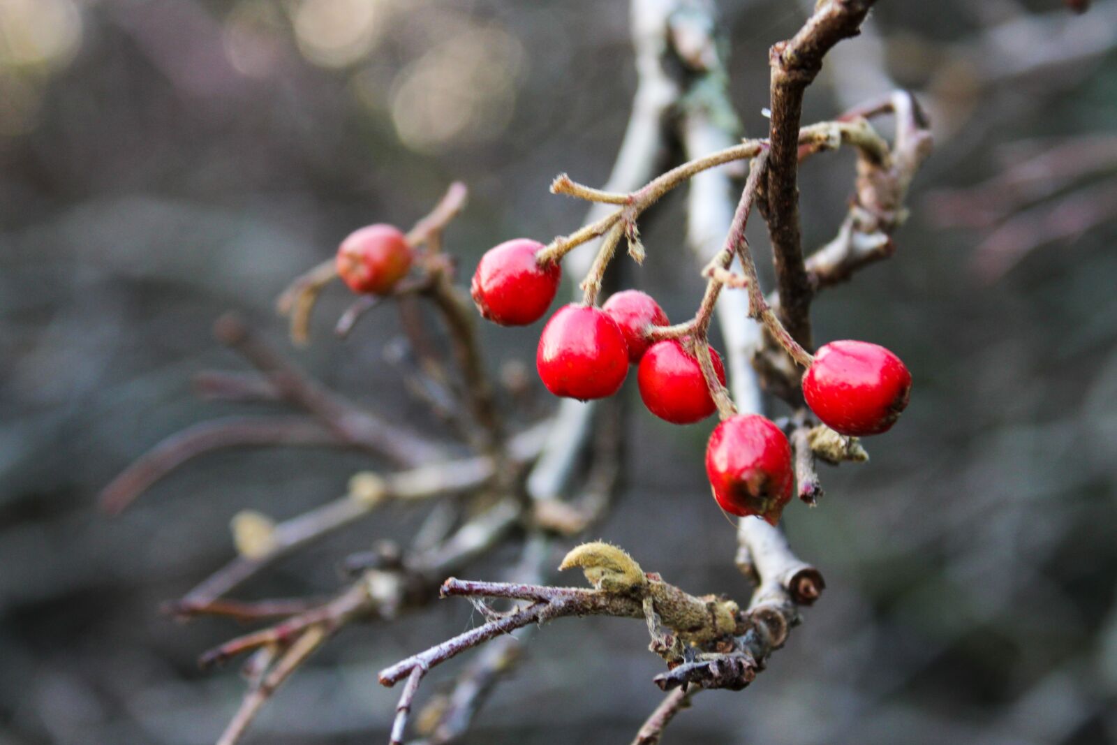 Canon EOS 2000D (EOS Rebel T7 / EOS Kiss X90 / EOS 1500D) sample photo. Hawthorn, meidoorn bessen, berries photography