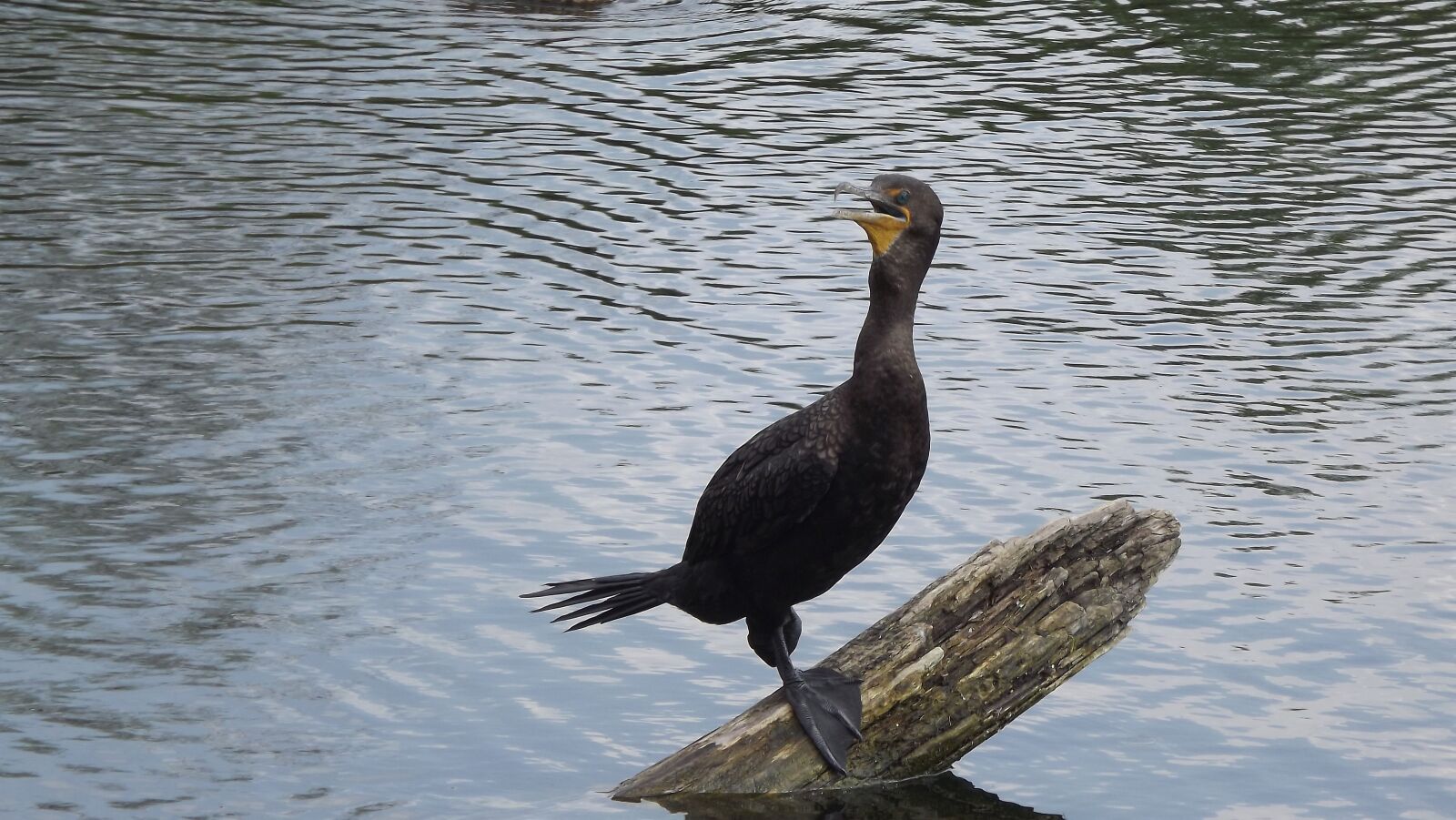 Fujifilm FinePix S3400 sample photo. Birds, wild, water bird photography