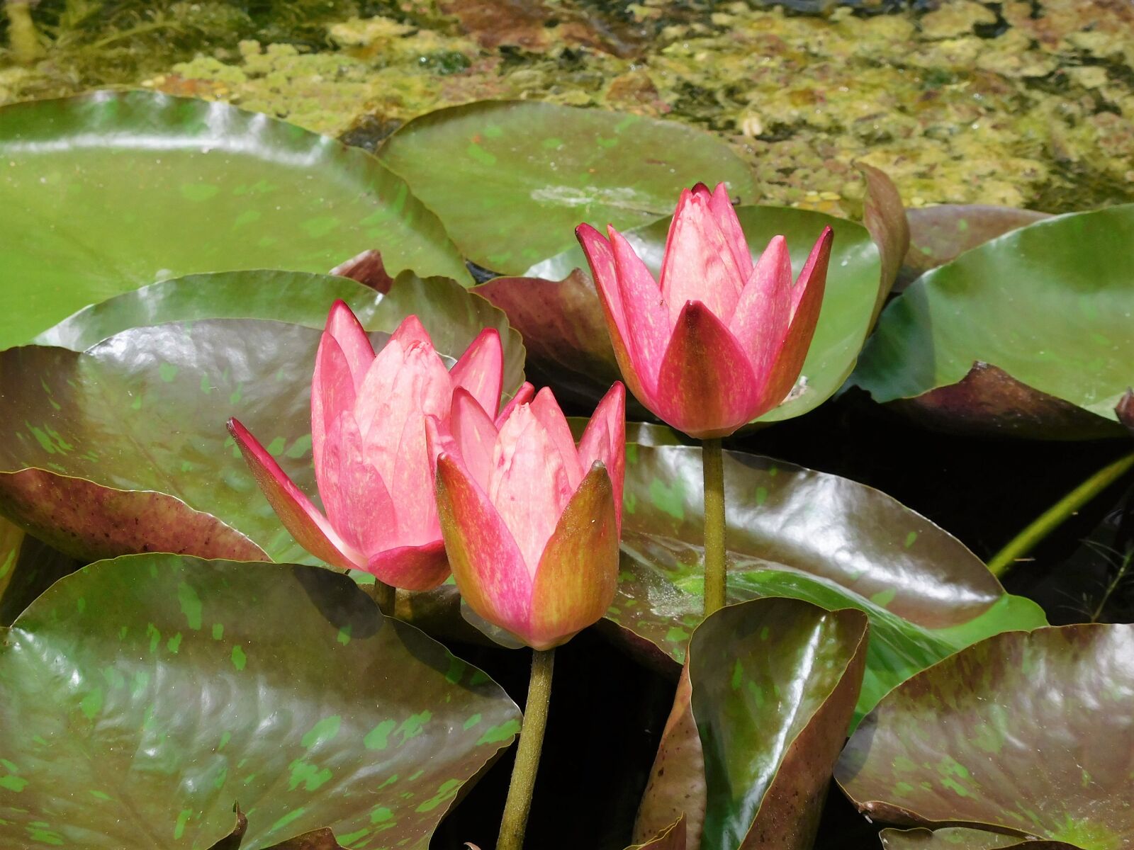 Nikon Coolpix S7000 sample photo. Water lilies, pink water photography