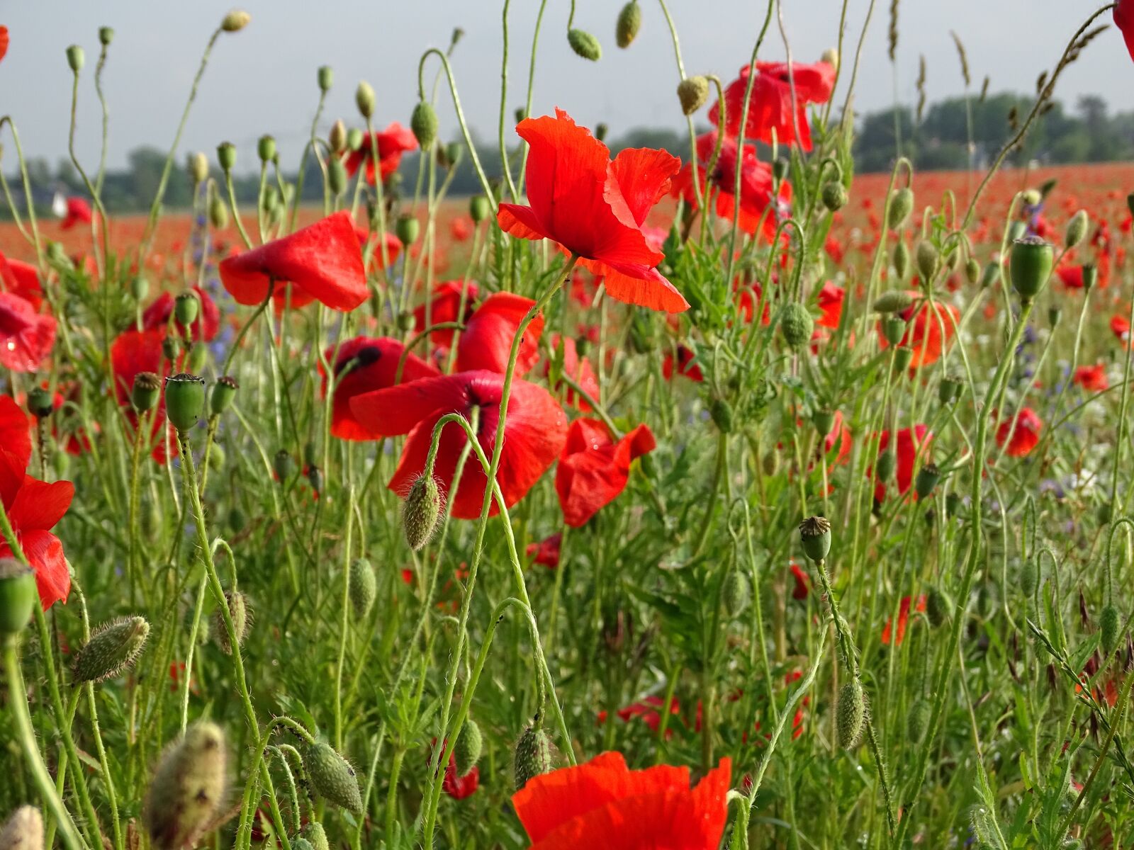 Sony Cyber-shot DSC-HX400V sample photo. Flowers, red poppy, poppy photography