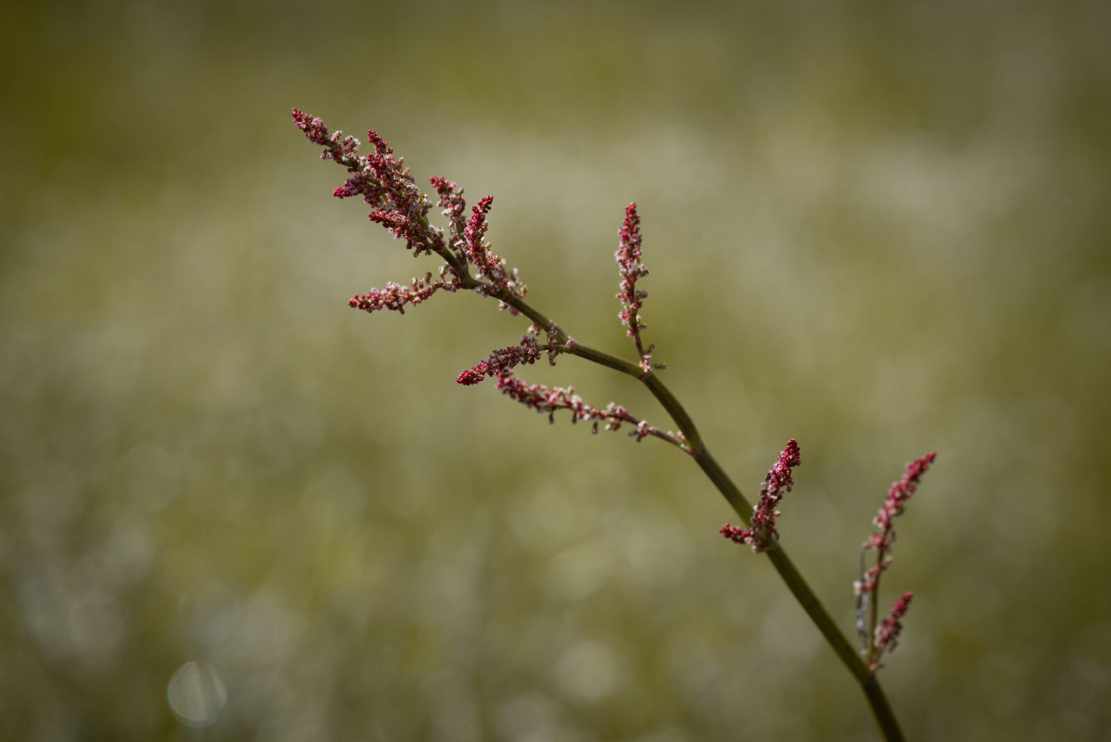 Nikon D750 sample photo. Sorrel, meadows sauerampfer, medicinal photography