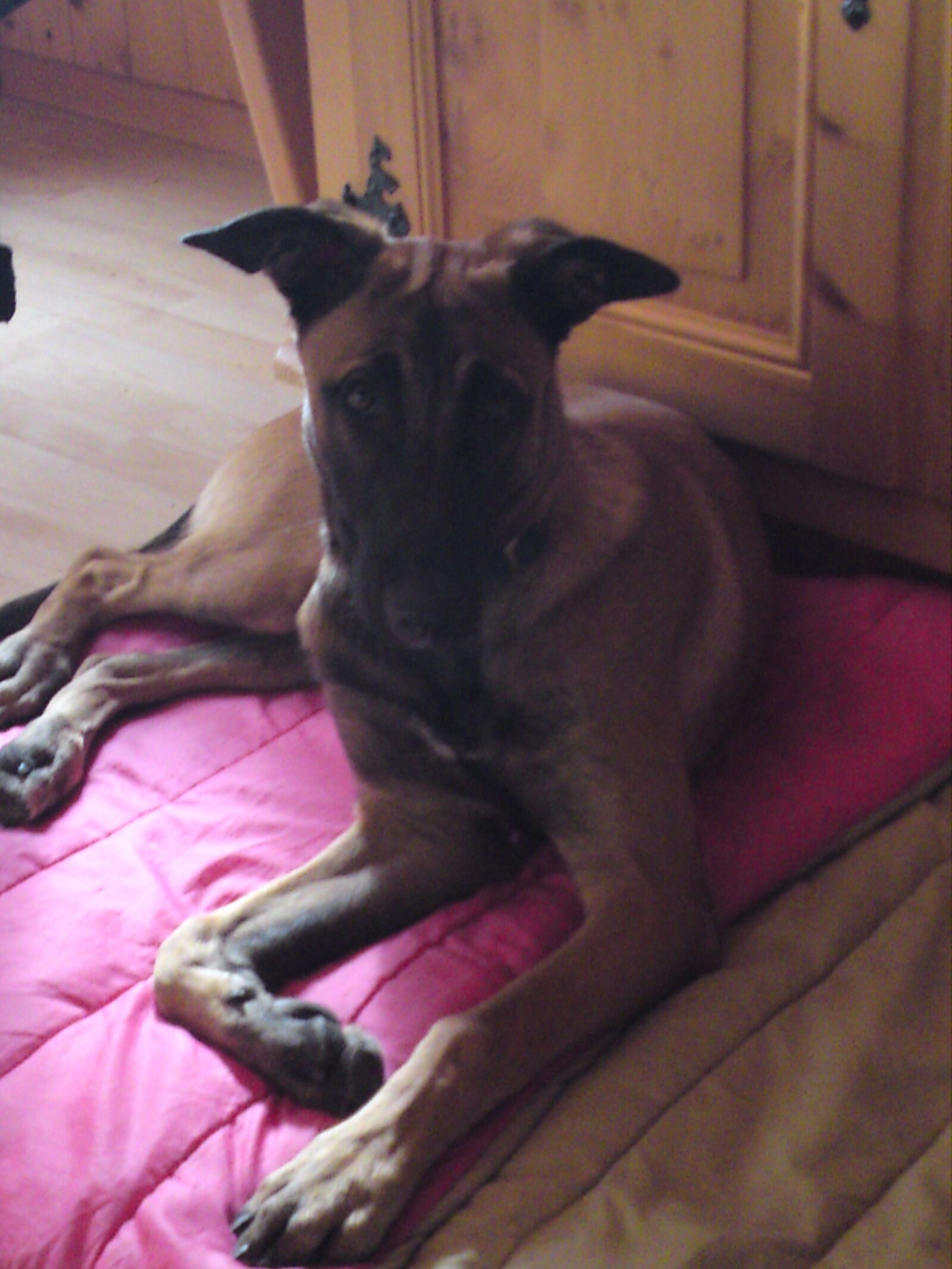 Sony Ericsson C905 sample photo. Puppy, dogs, malinois photography
