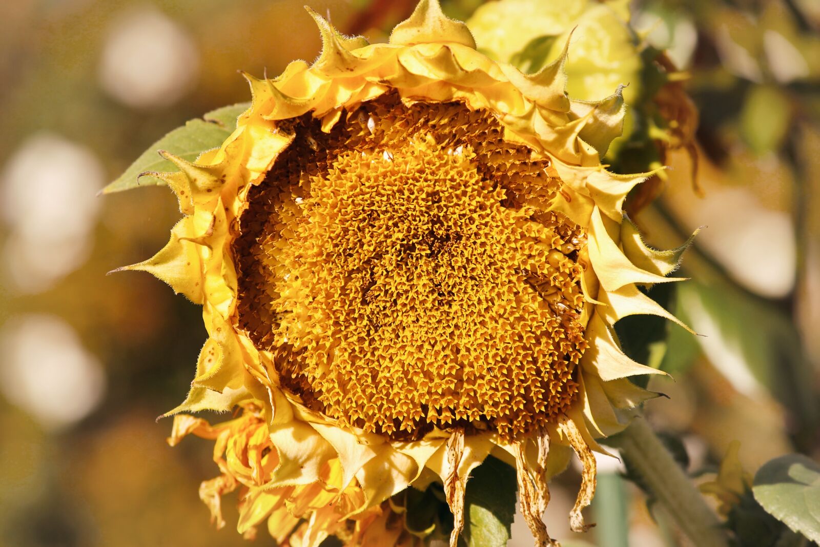 Canon EOS 1100D (EOS Rebel T3 / EOS Kiss X50) sample photo. Sunflower, autumn, helianthus photography