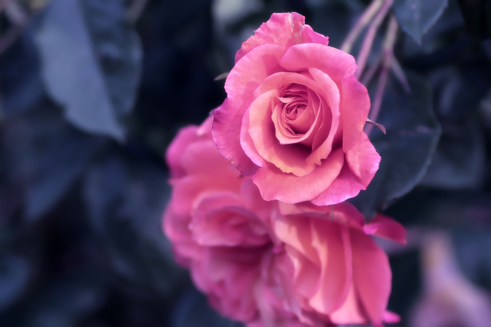 Canon EOS 77D (EOS 9000D / EOS 770D) sample photo. Roses, pink, flowers photography