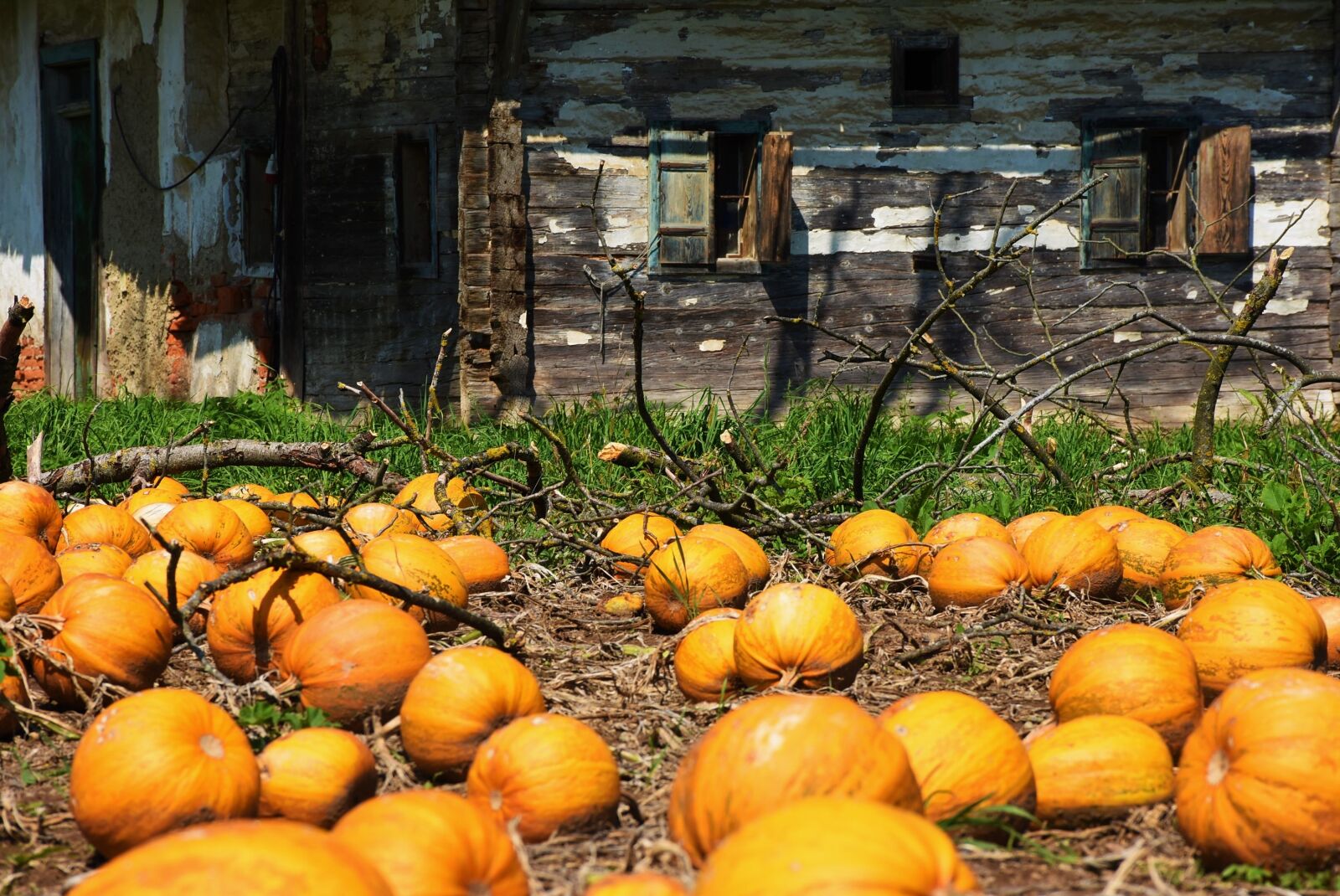 Nikon D7200 sample photo. Pumpkins, pumpkin box, woodhouse photography