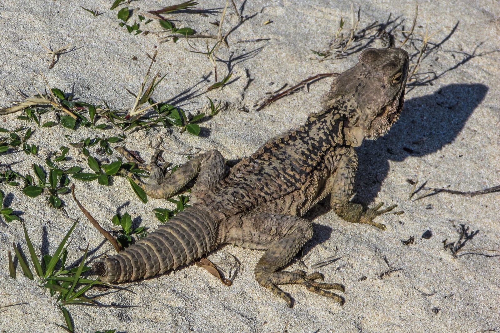 Canon PowerShot SX400 IS sample photo. Lizard, kurkutas, reptile photography