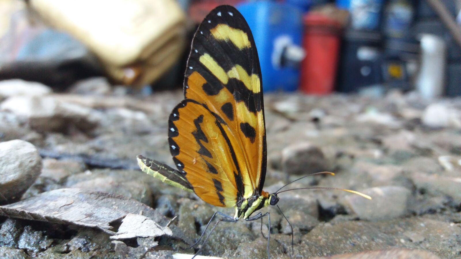 Samsung Galaxy J5 sample photo. Nature, open air, insect photography
