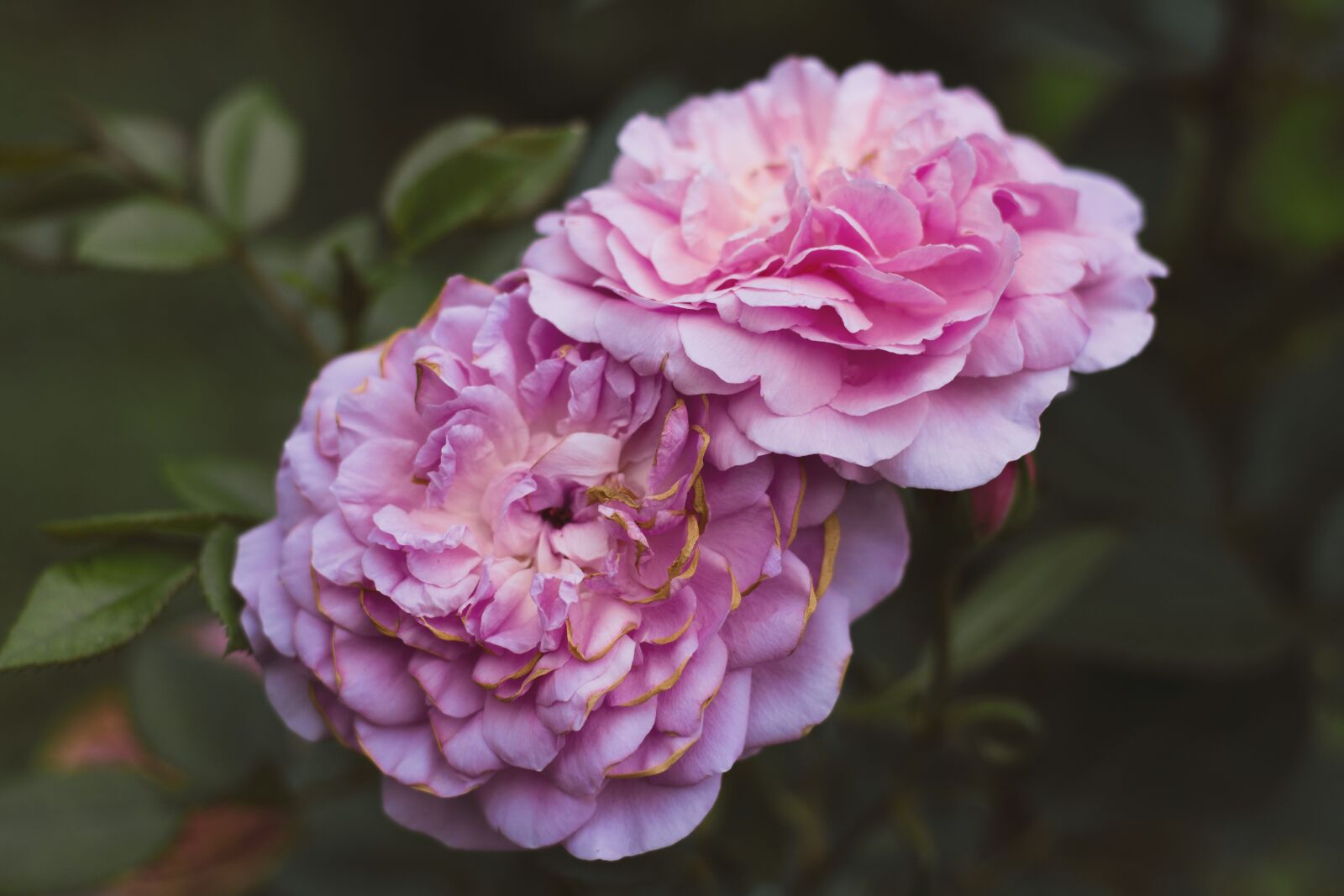 Canon EOS 700D (EOS Rebel T5i / EOS Kiss X7i) sample photo. Pink flowers, flowers, pink photography