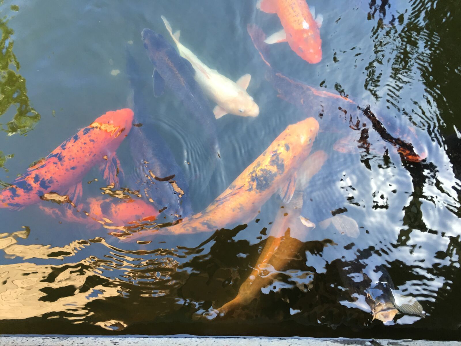 iPhone 6s Plus back camera 4.15mm f/2.2 sample photo. Koi, pond, fish photography