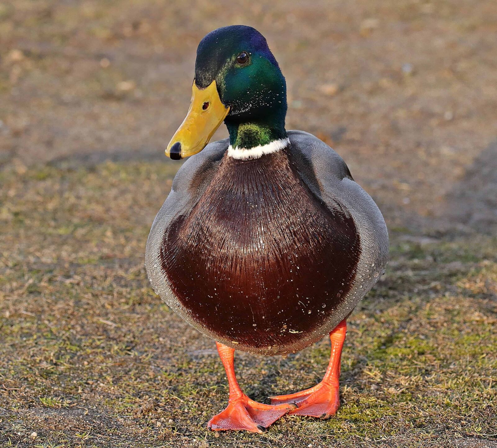 Canon EOS 80D sample photo. Animal, wildlife, feather, bird photography