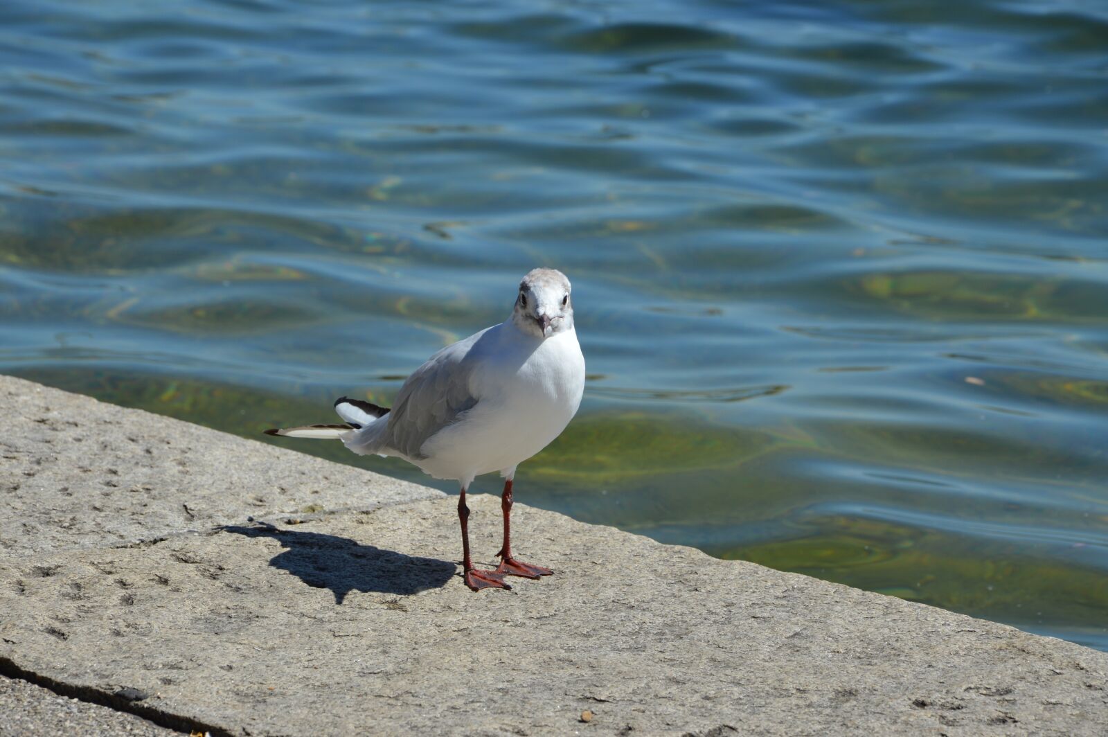 Nikon D7200 sample photo. Seagull, lake, bird photography