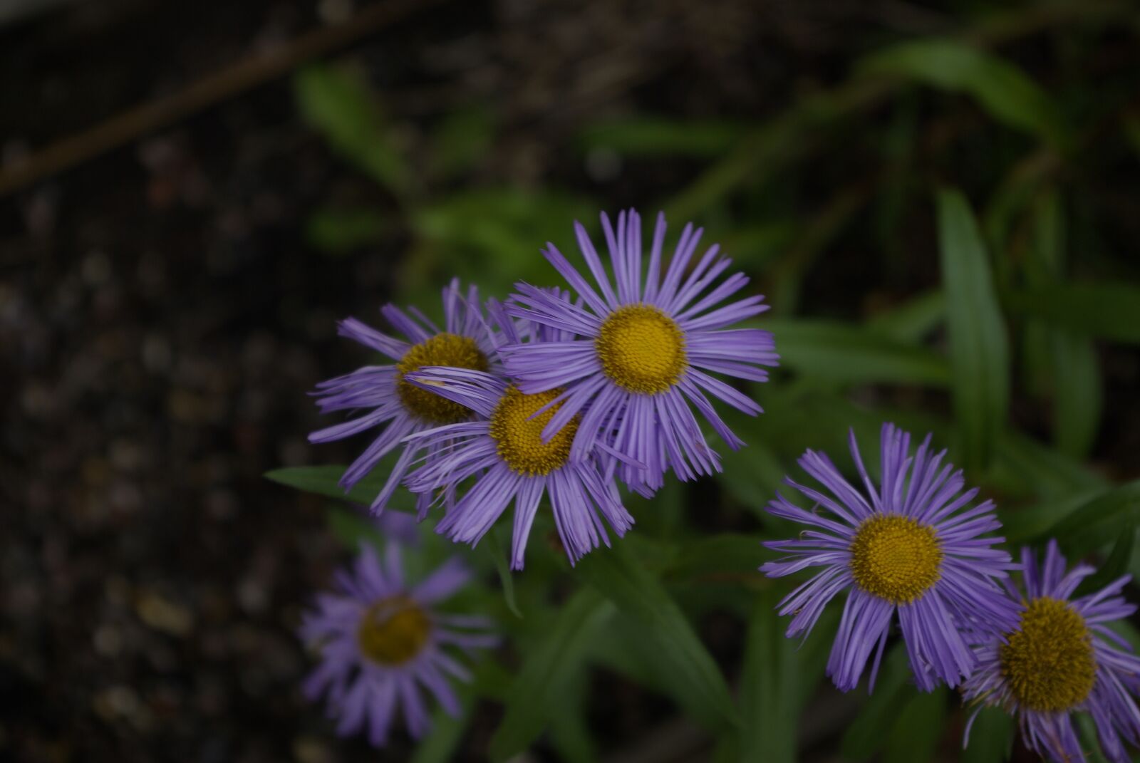 Samsung GX-10 sample photo. Flower, purple, daisy photography