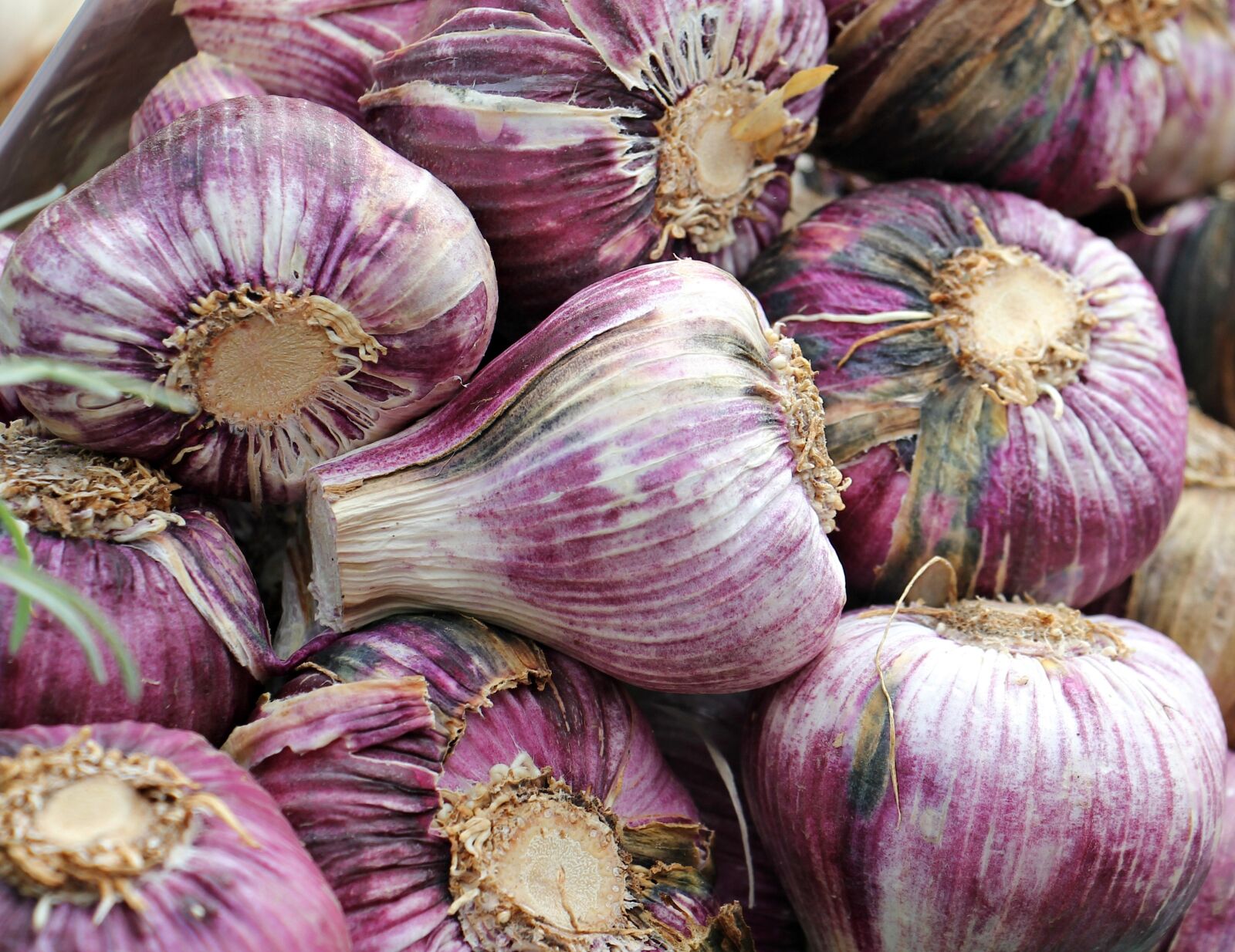 Canon EOS 550D (EOS Rebel T2i / EOS Kiss X4) sample photo. Garlic, red garlic, red photography