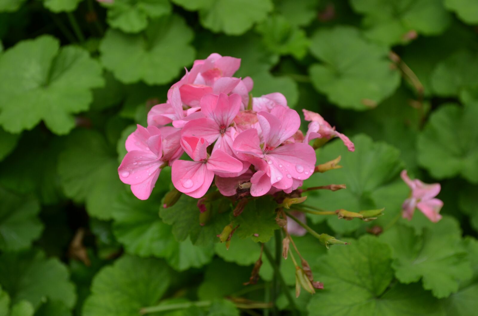 Nikon D5100 sample photo. Flowers, green leaf, red photography