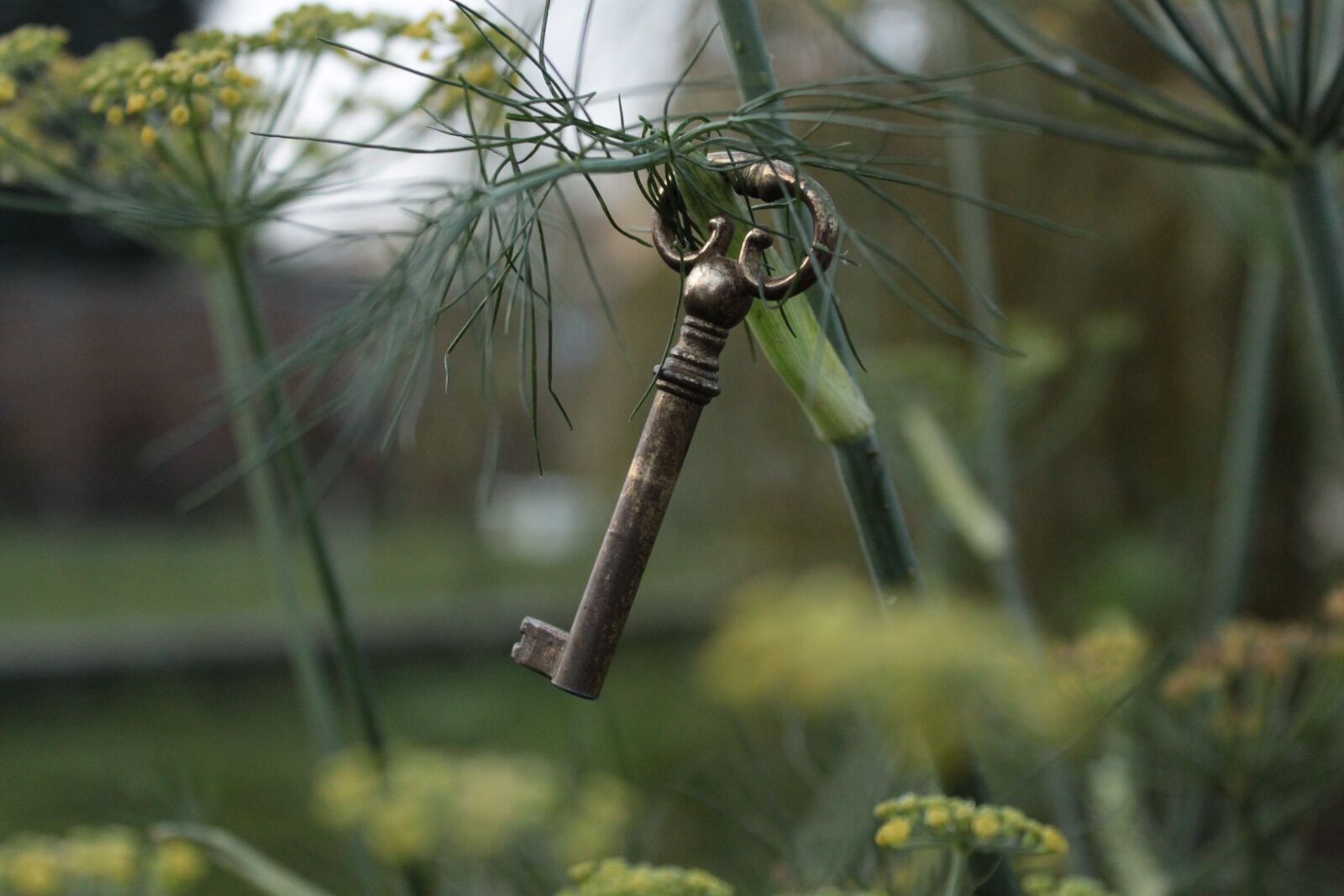 Canon EOS 500D (EOS Rebel T1i / EOS Kiss X3) sample photo. Key, wild, garden photography