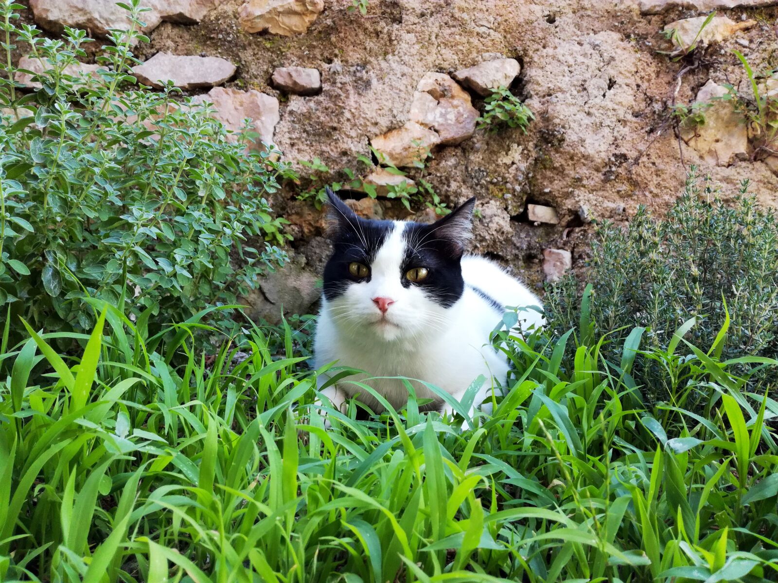 HUAWEI NMO-L31 sample photo. Cat, malai, animal photography