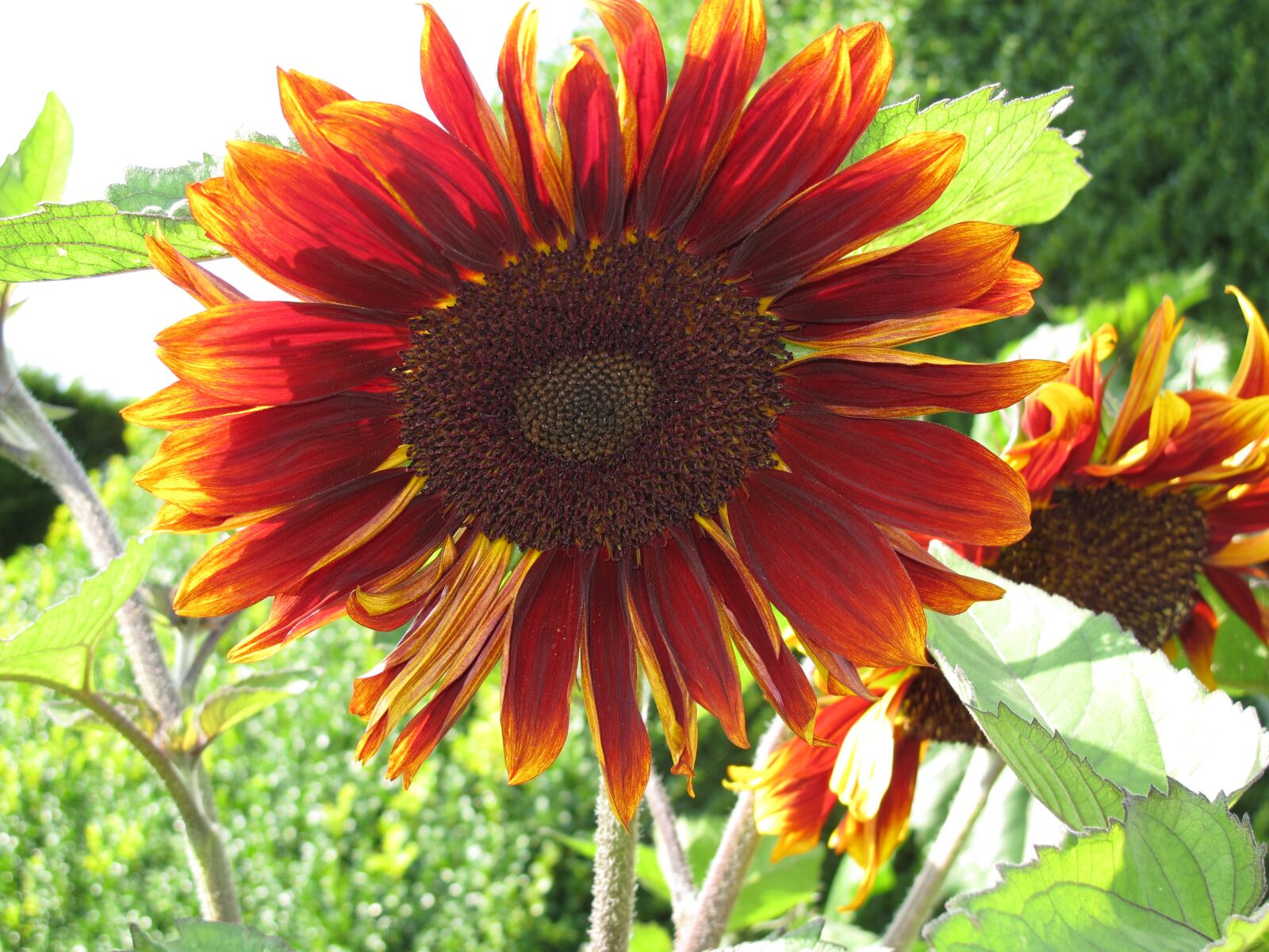 Canon PowerShot G12 sample photo. Sunflower, flower flowers, bloom photography
