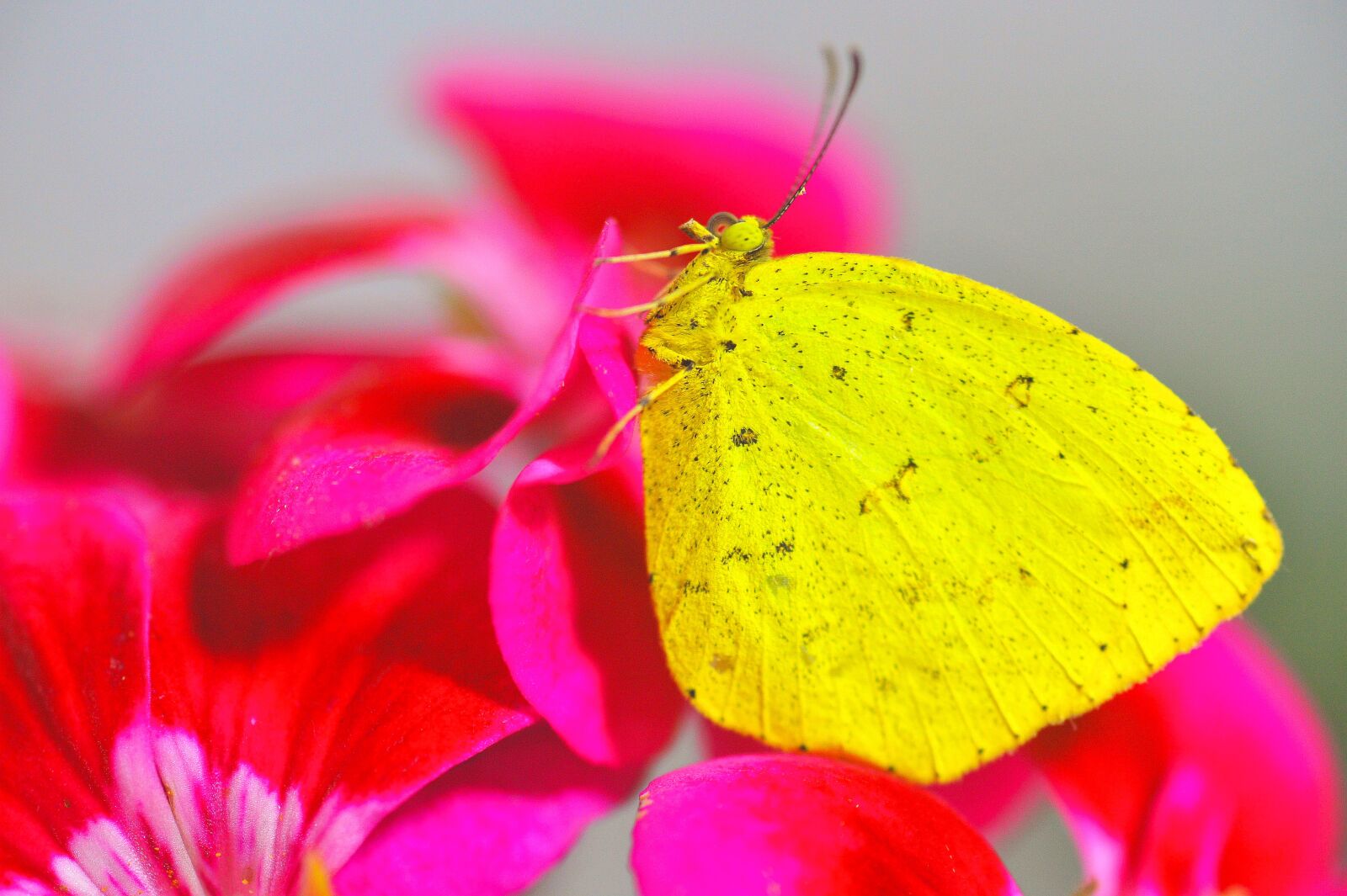 Nikon D3S sample photo. Butterfly, yellow butterfly, insects photography