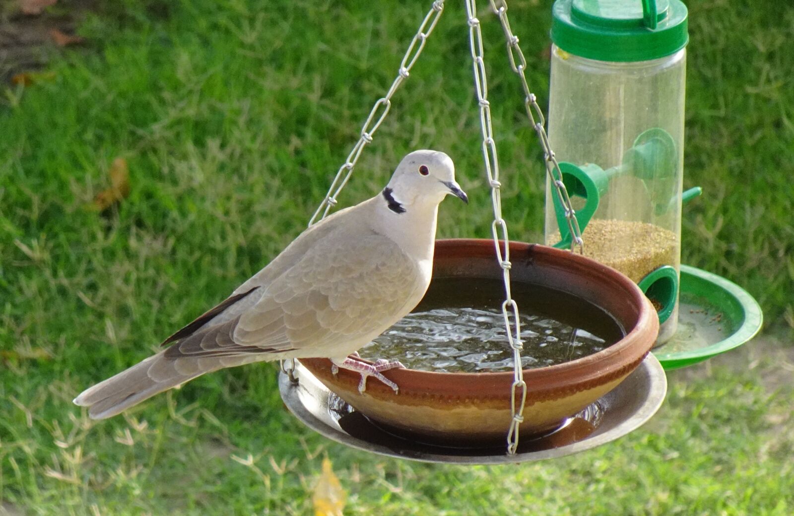 Sony DSC-WX800 sample photo. Bird, dove, eurasian collared photography