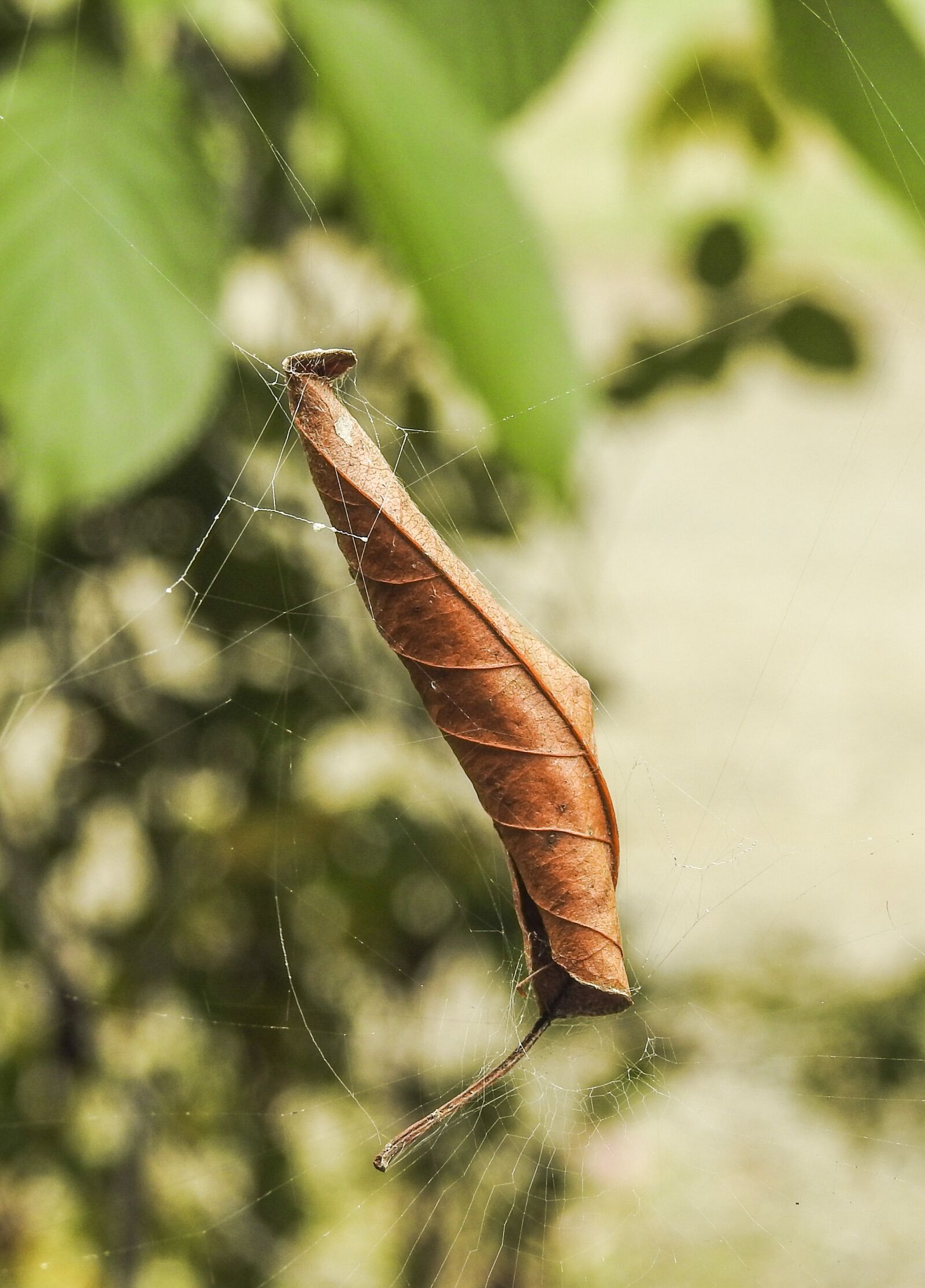 Nikon Coolpix P900 sample photo. Nature, insect, leaf photography