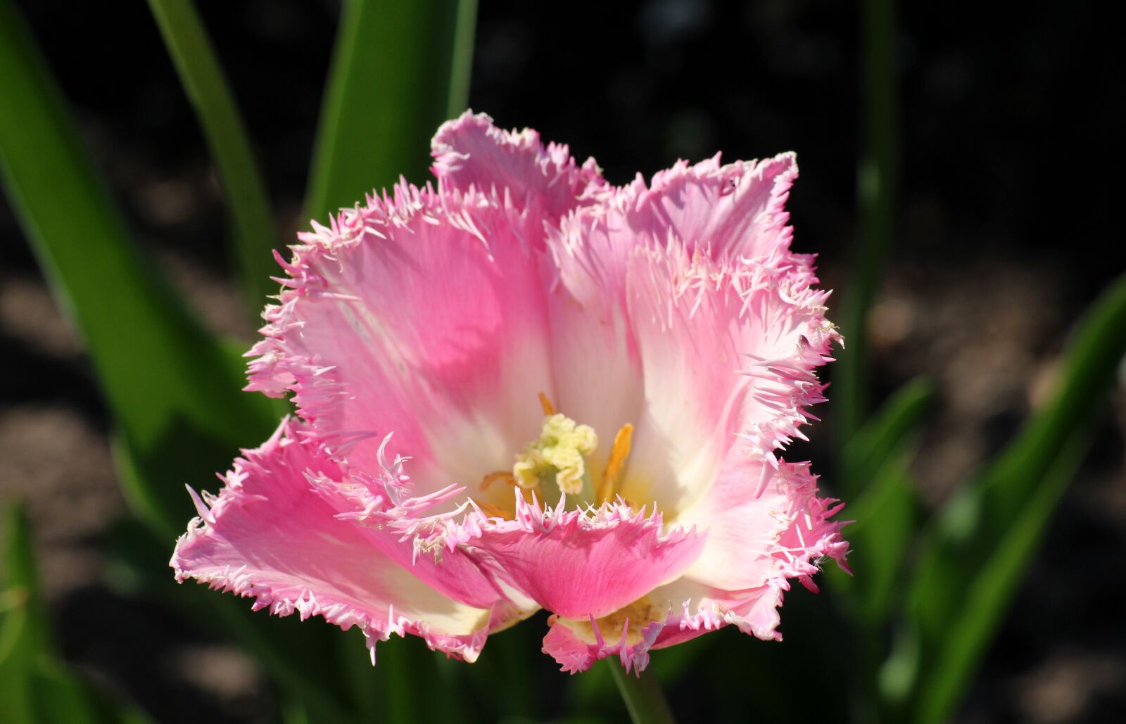 Canon EOS 1200D (EOS Rebel T5 / EOS Kiss X70 / EOS Hi) sample photo. Tulip, spring, spring flowers photography
