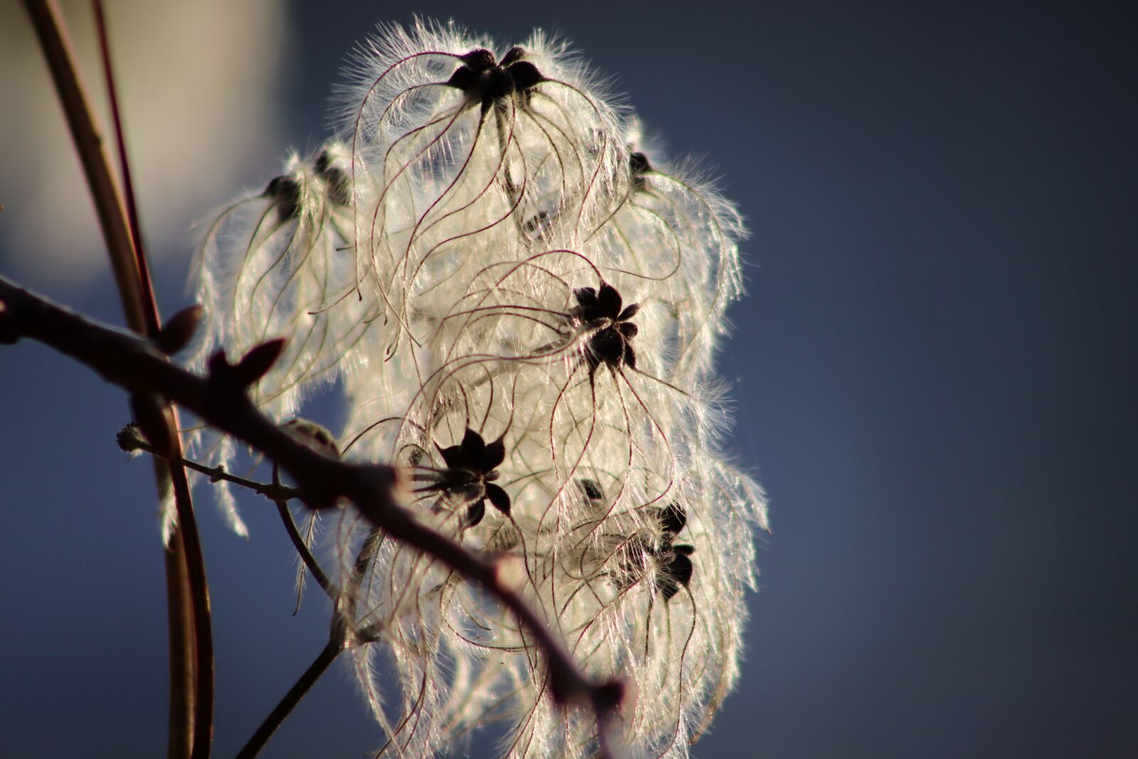 Canon EOS 800D (EOS Rebel T7i / EOS Kiss X9i) sample photo. Clematis, rank plant, seeds photography