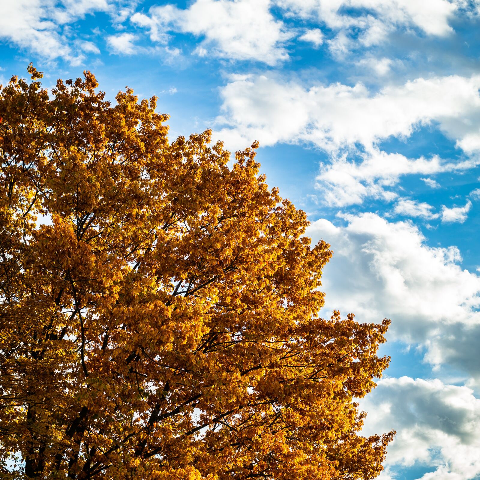 Samsung NX300M sample photo. Autumn, oak, sky photography