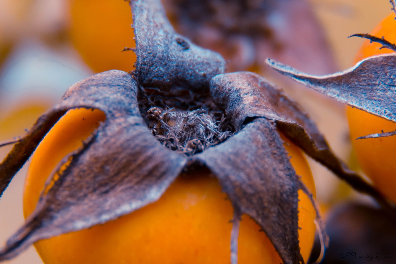 Canon EOS 70D sample photo. Eye, flower, nature photography