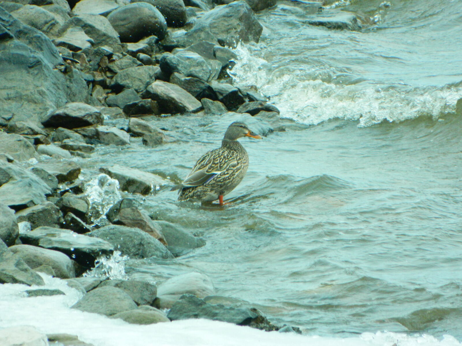 Nikon COOLPIX L310 sample photo. Cold, duck, female, lake photography