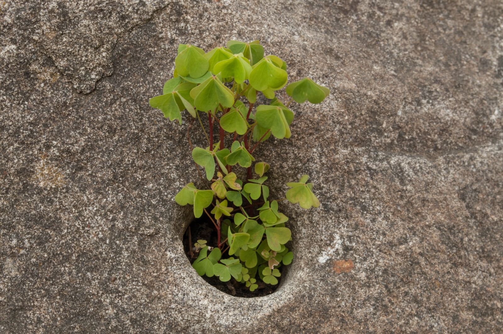 Nikon D90 sample photo. Grow, stone, green photography
